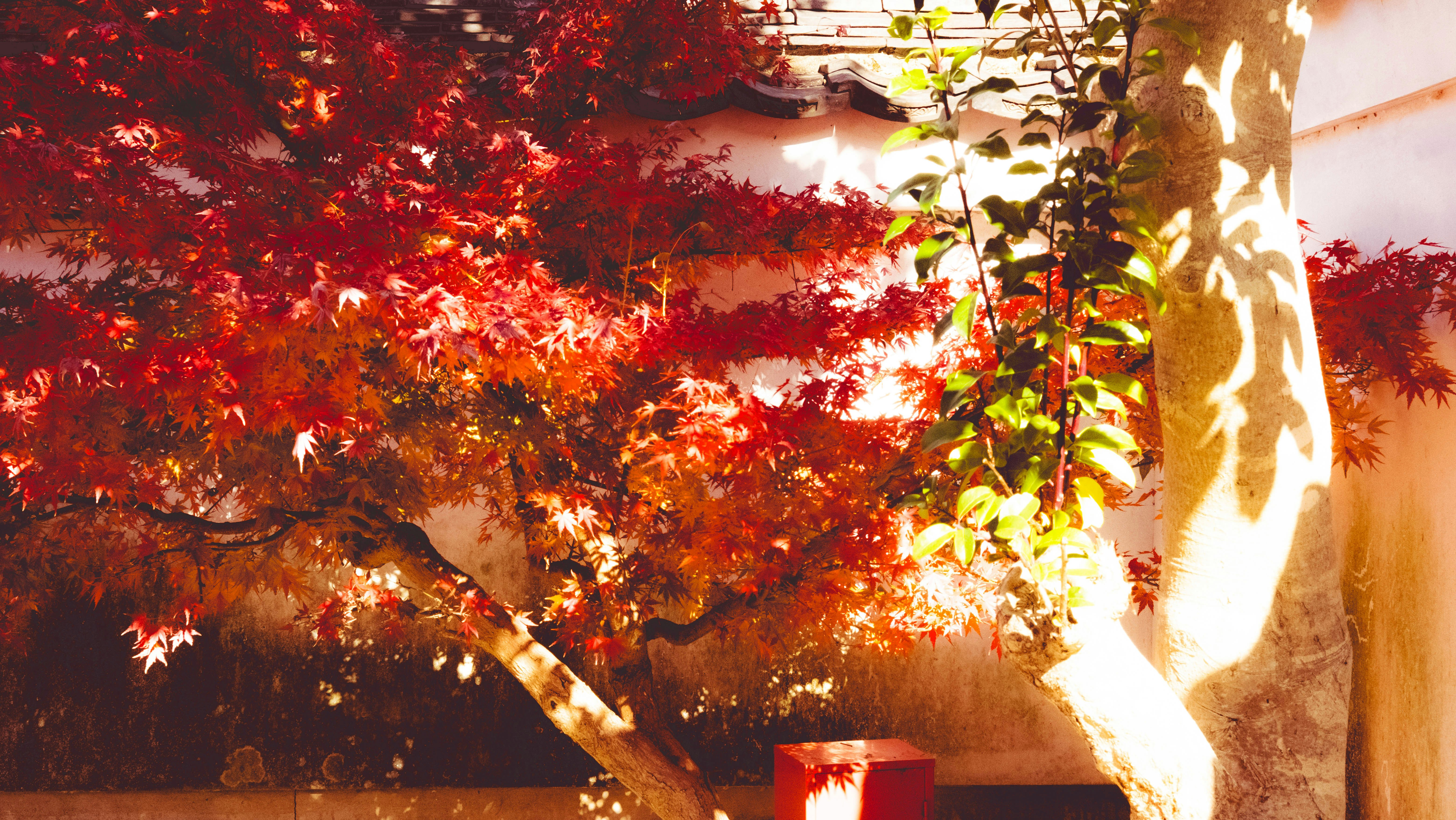 紅葉の木と日差しが差し込む中庭の風景