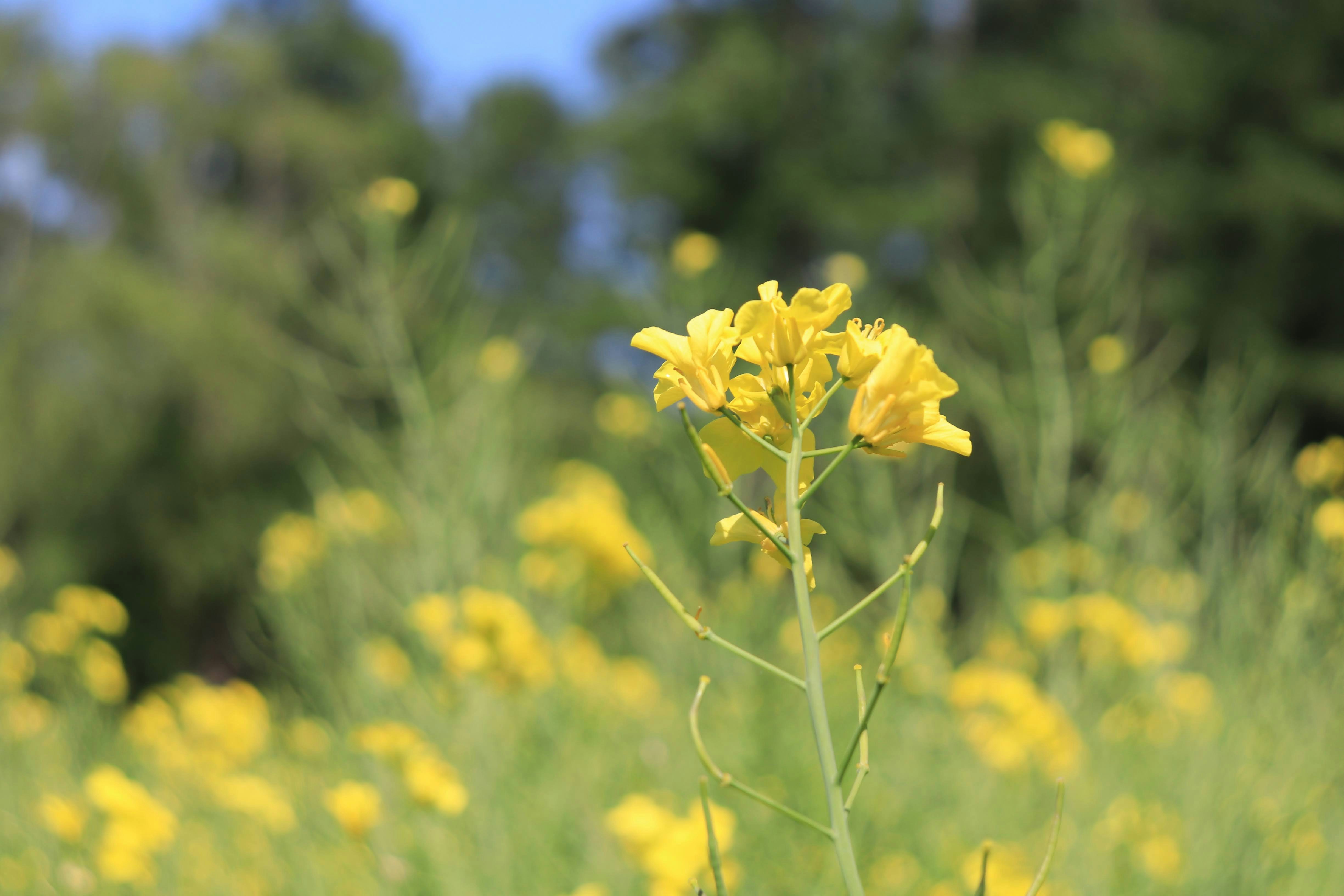 菜の花が咲く草地の中の一輪