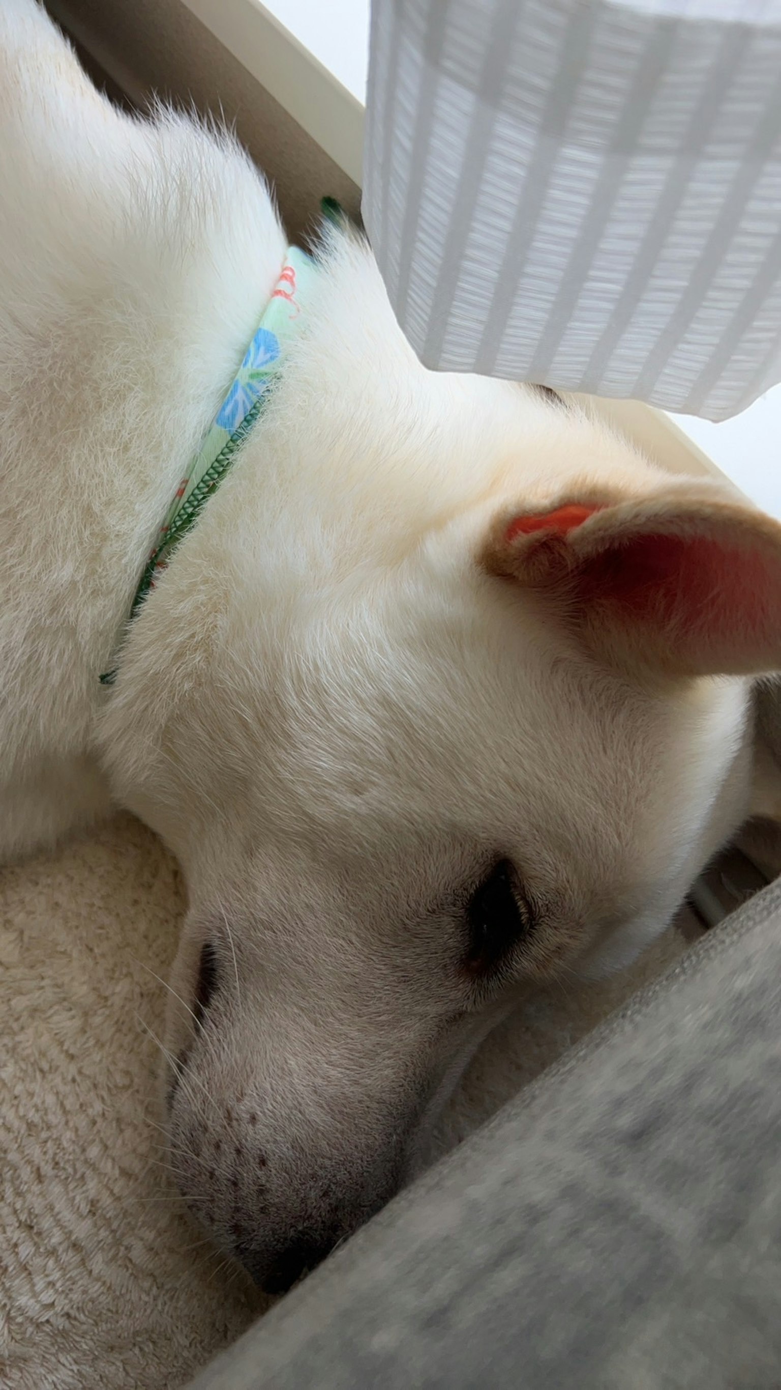 Seekor anjing putih yang sedang tidur dengan telinga dan kalung terlihat