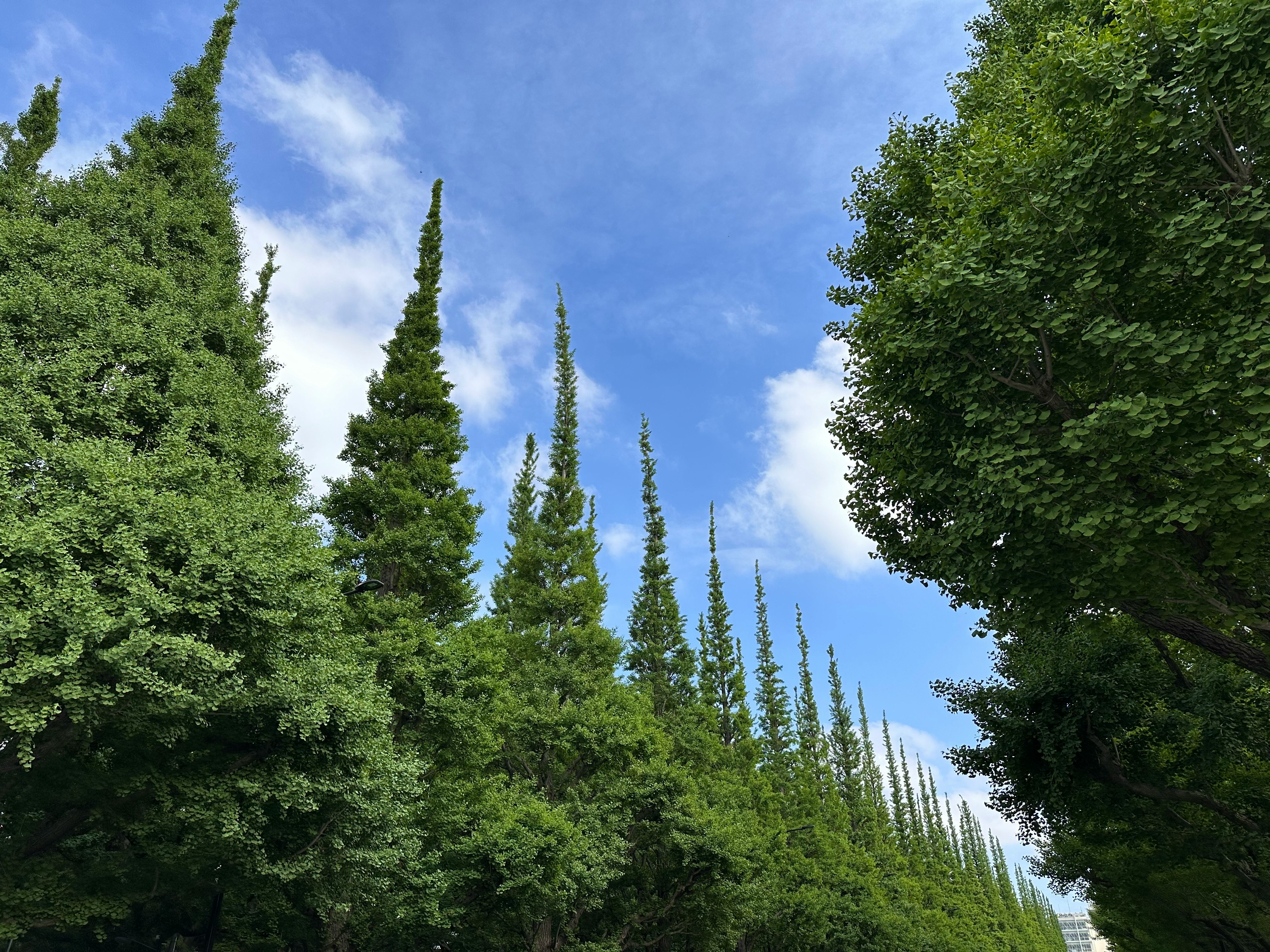仰視銀杏林蔭大道的藍天與翠綠樹木