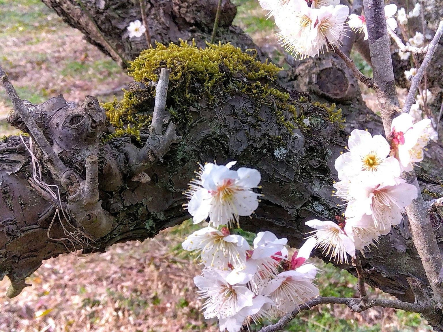 Contrasto dei fiori bianchi che sbocciano su un vecchio ramo d'albero con muschio