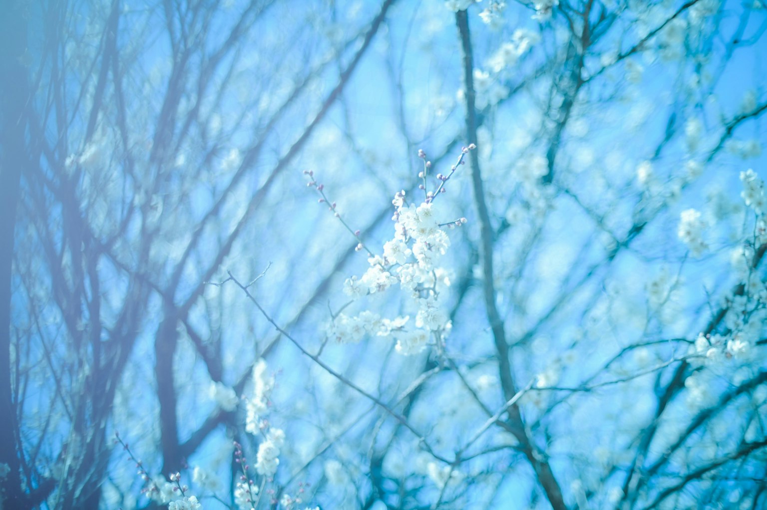 Immagine sfocata di rami sottili e fiori bianchi sotto un cielo blu
