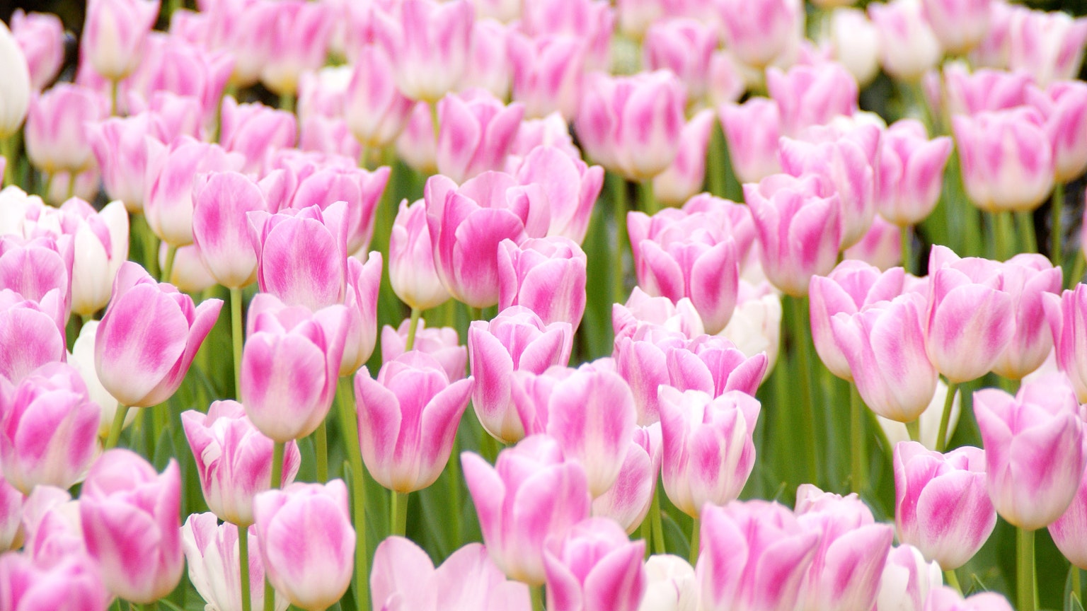 Ladang tulip merah muda yang mekar dengan kelopak cerah