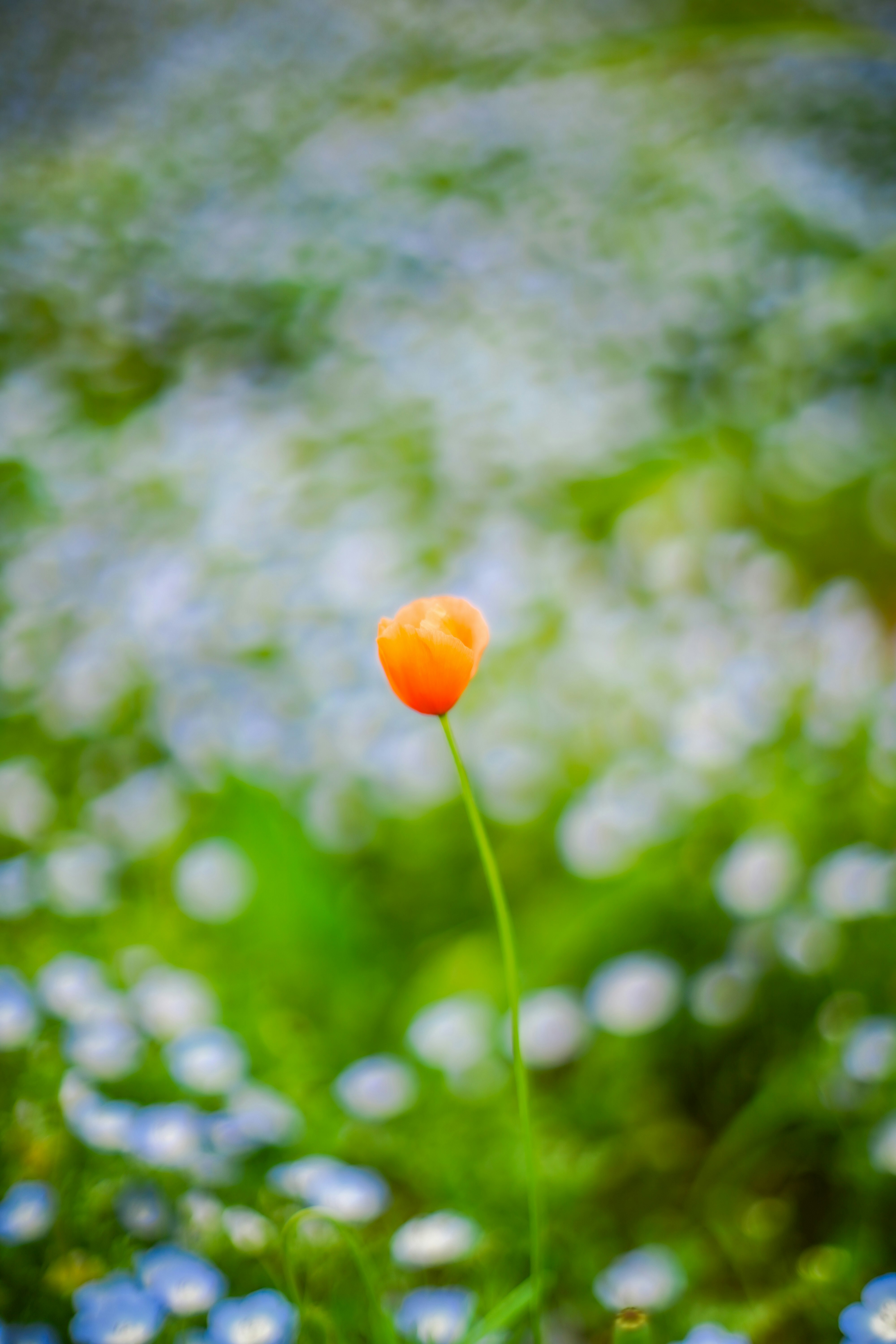 小さなオレンジの花と青い花が咲く草地のボケ背景