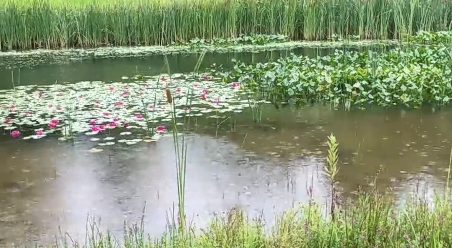 Ruhige Teichszene mit schwimmenden Seerosen und üppigem grünem Gras