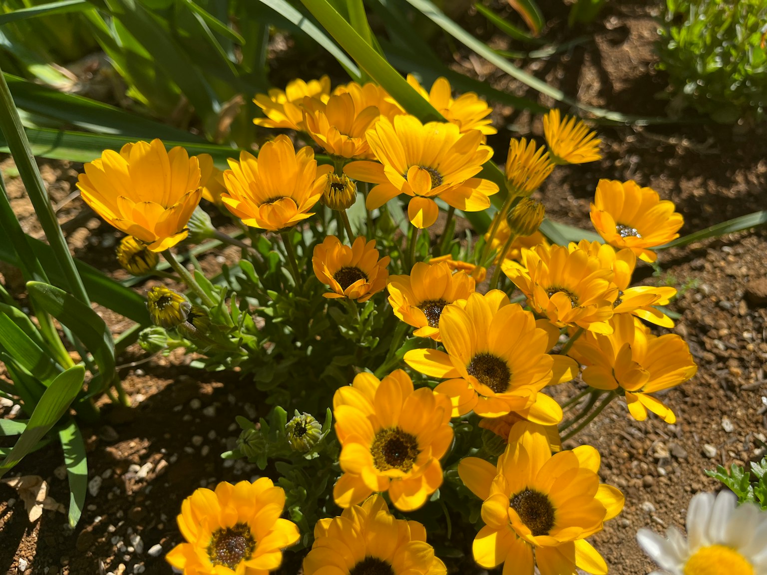 Fiori gialli vivaci che fioriscono in un giardino