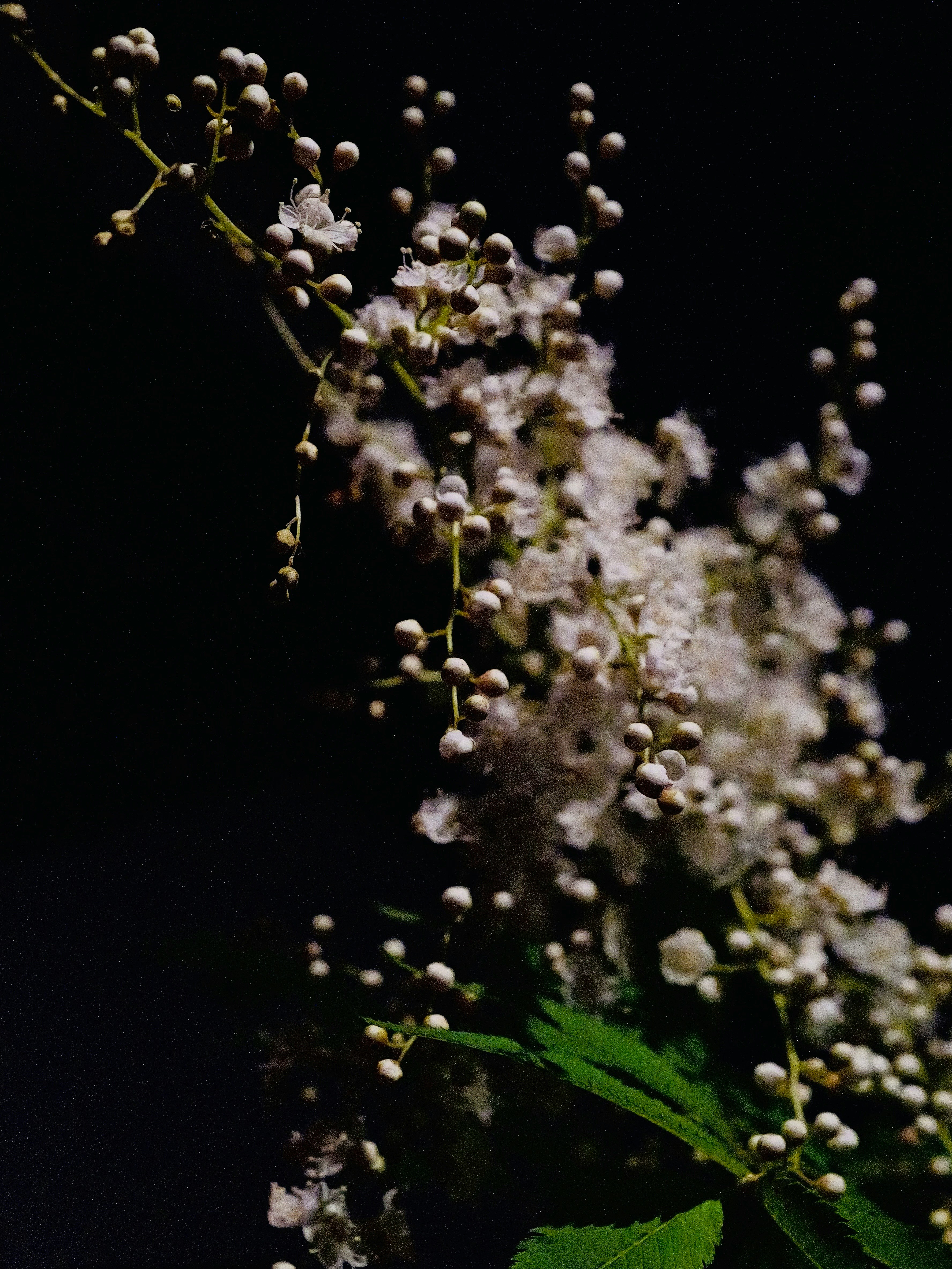 黒背景に浮かぶ小さな花の房