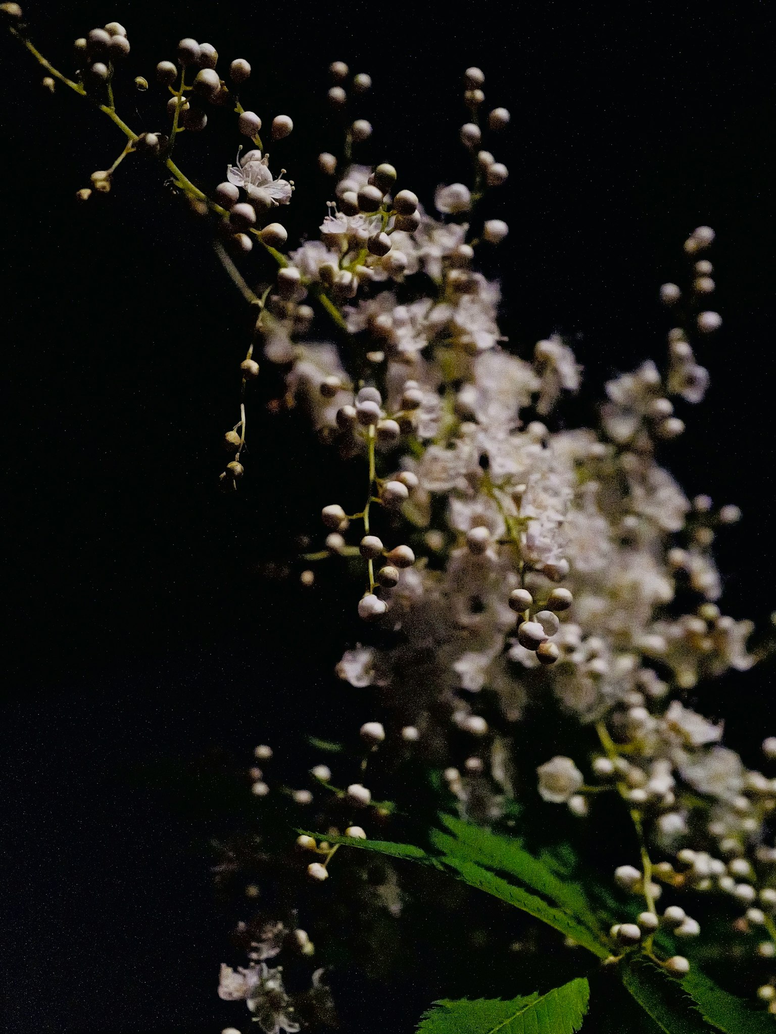 Zarte weiße Blüten mit grünen Blättern vor einem dunklen Hintergrund