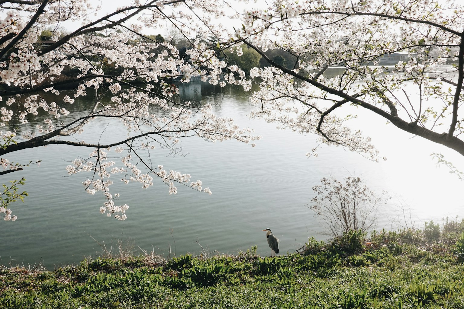 Vue pittoresque au bord de la rivière avec des cerisiers en fleurs et un reflet sur l'eau