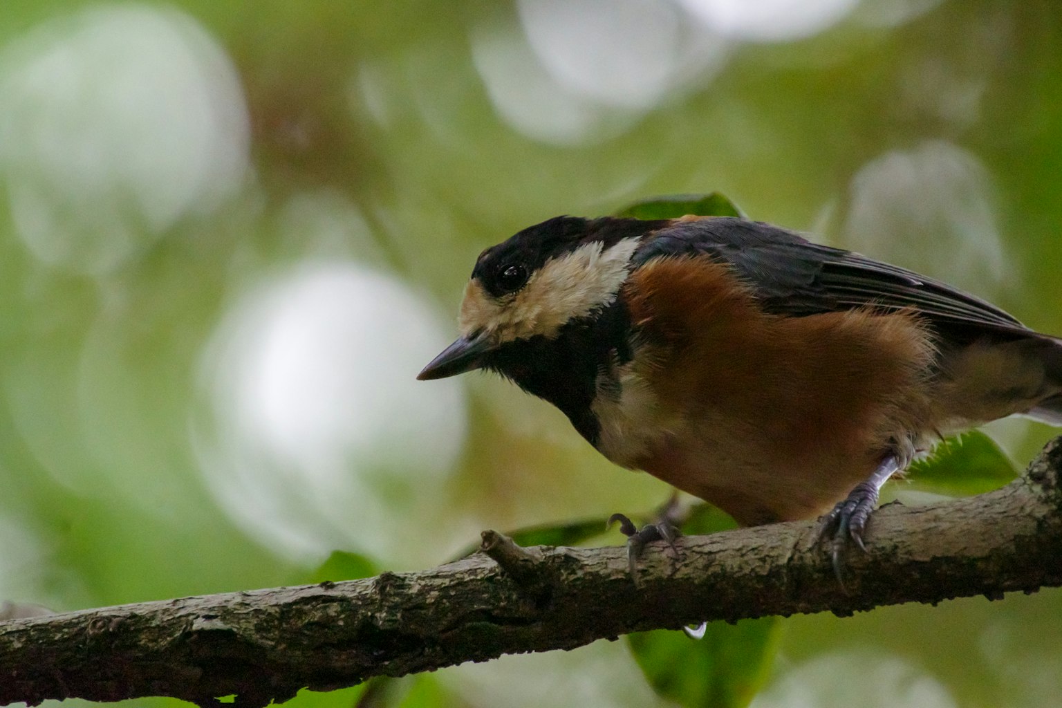 Nahaufnahme eines kleinen Vogels, der auf einem Zweig sitzt, mit verschwommenem grünem Hintergrund