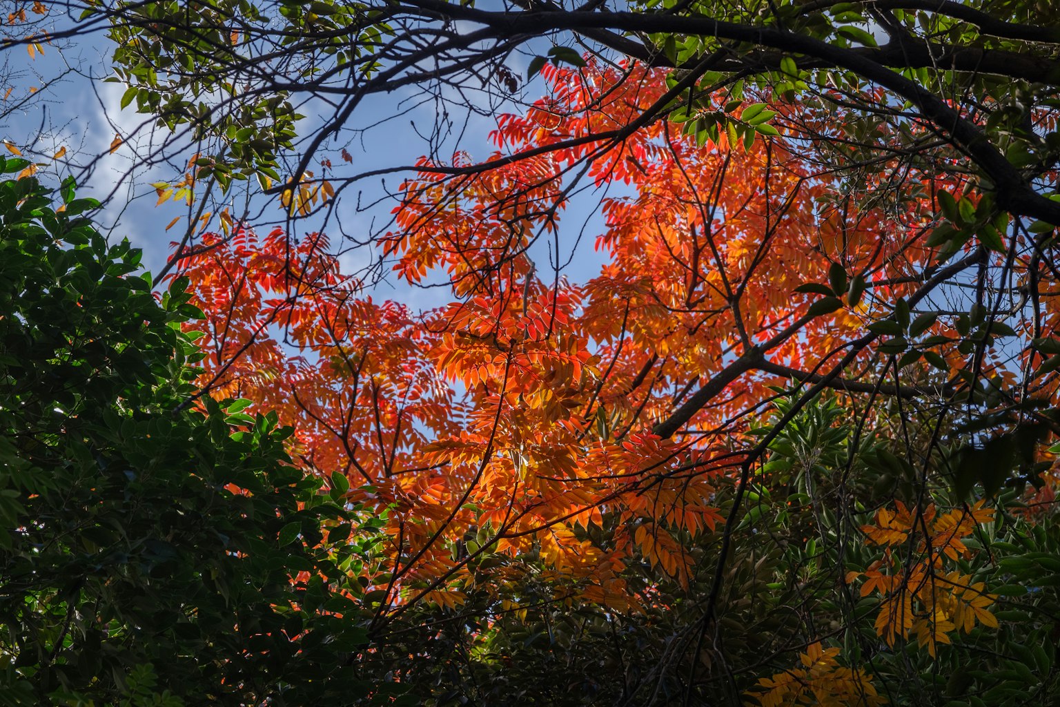 Lebendige Herbstblätter sind durch Bäume mit blauem Himmel sichtbar