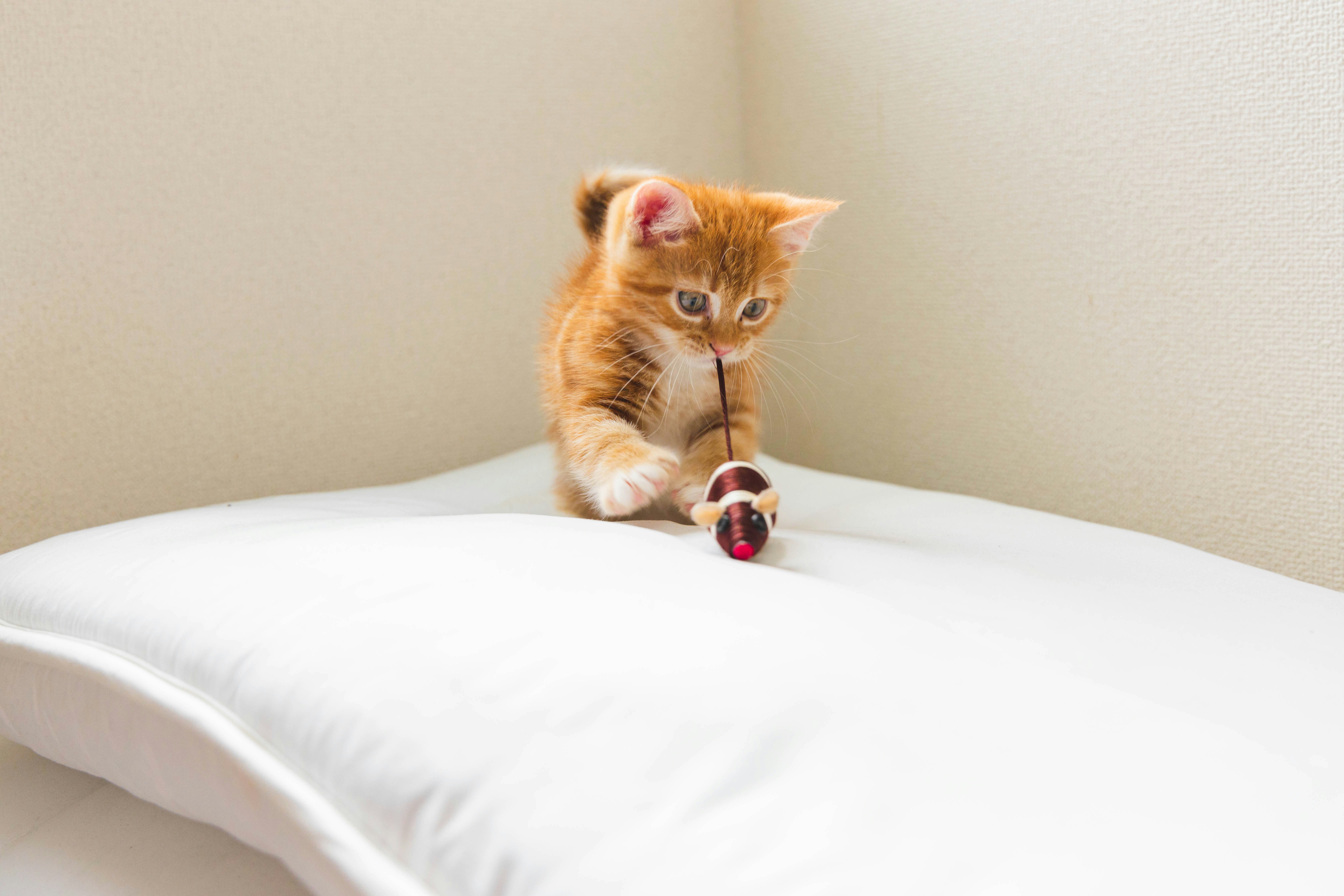 ベッドの上でおもちゃをくわえるオレンジの子猫