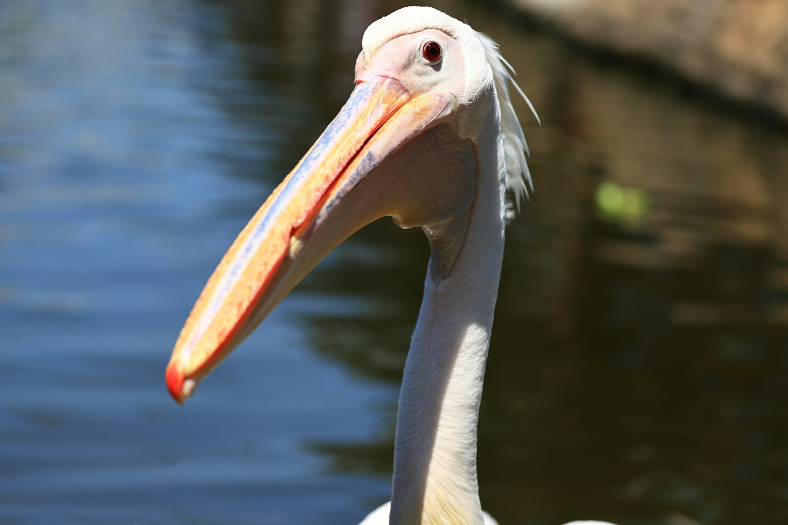 Nahaufnahme eines weißen Pelikans mit seinem charakteristischen langen Schnabel und Auge