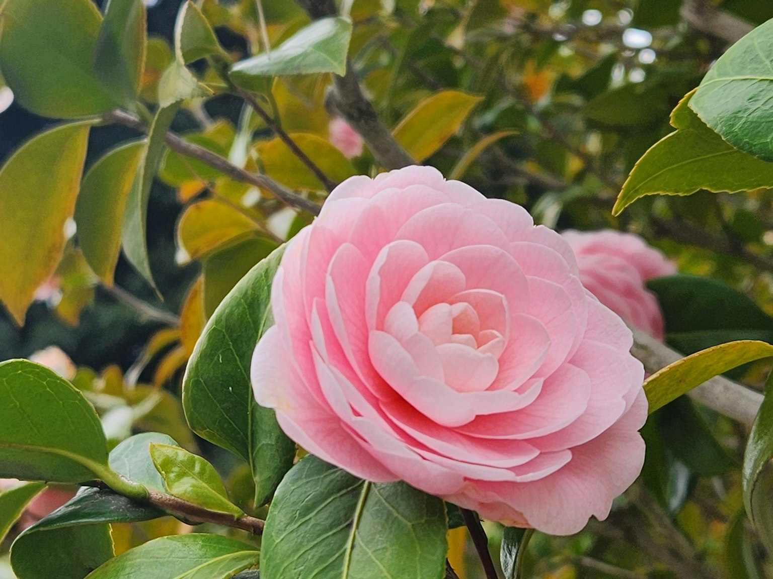Una flor de camelia rosa suave rodeada de hojas verdes