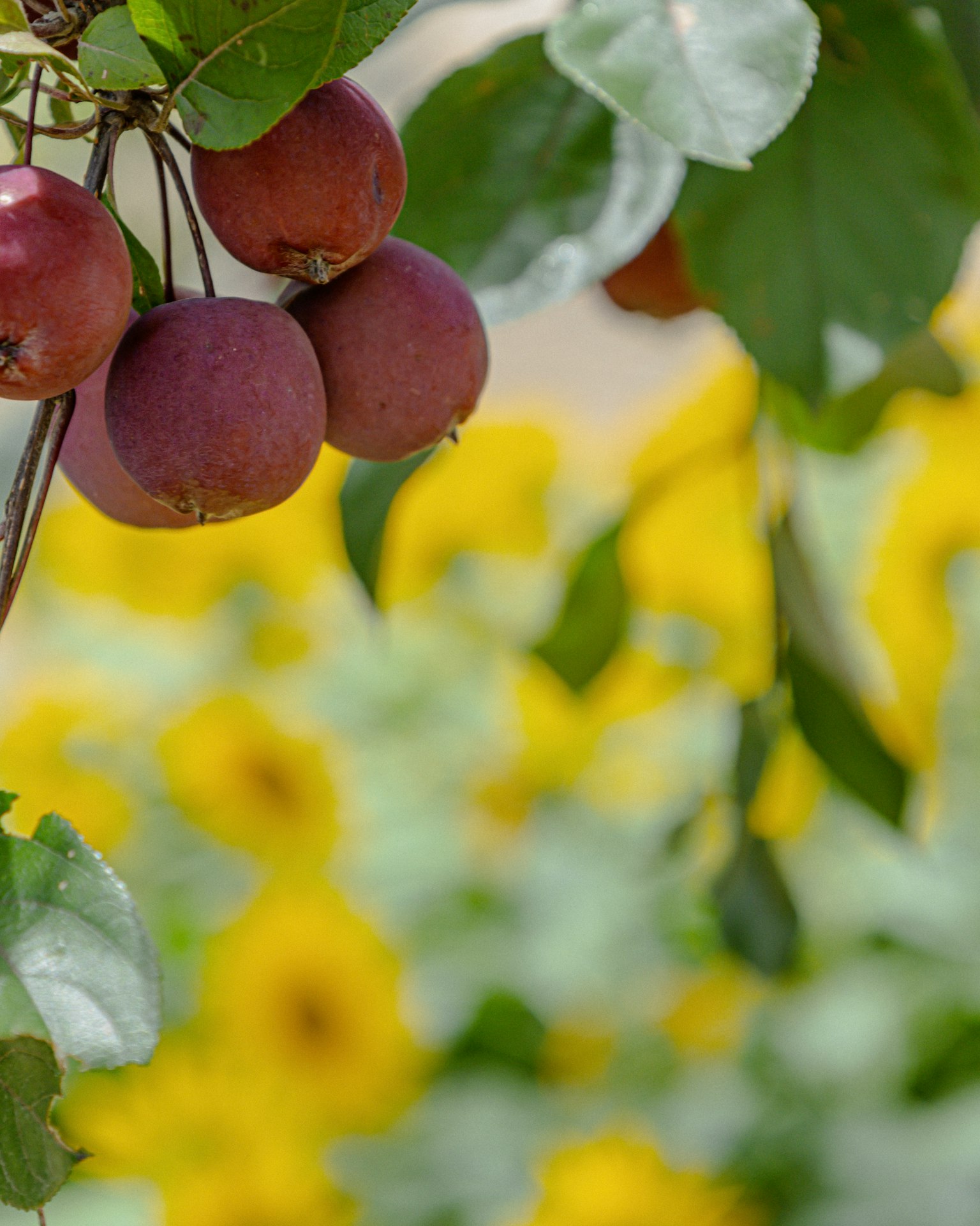 Mele rosse appese con uno sfondo sfocato di girasoli gialli