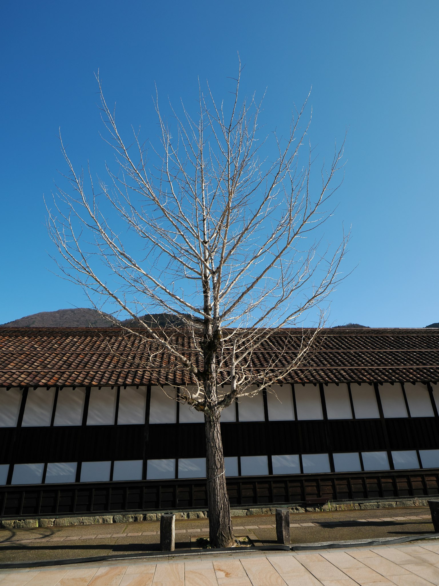 Árbol sin hojas bajo un cielo azul con un edificio tradicional de fondo