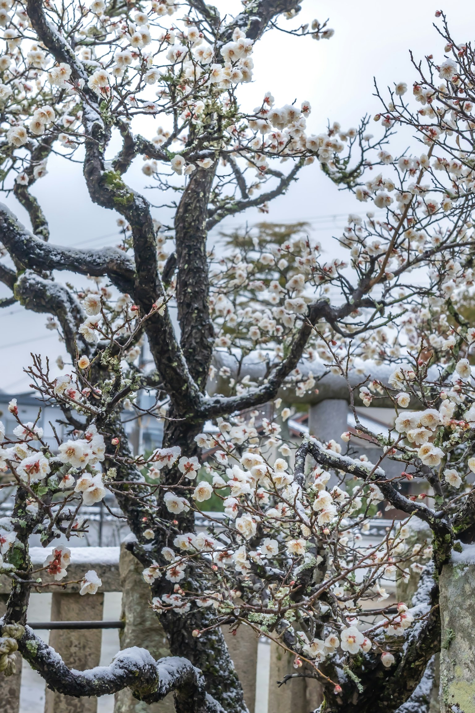 Zweig eines Pflaumenbaums mit von Schnee bedeckten Blüten