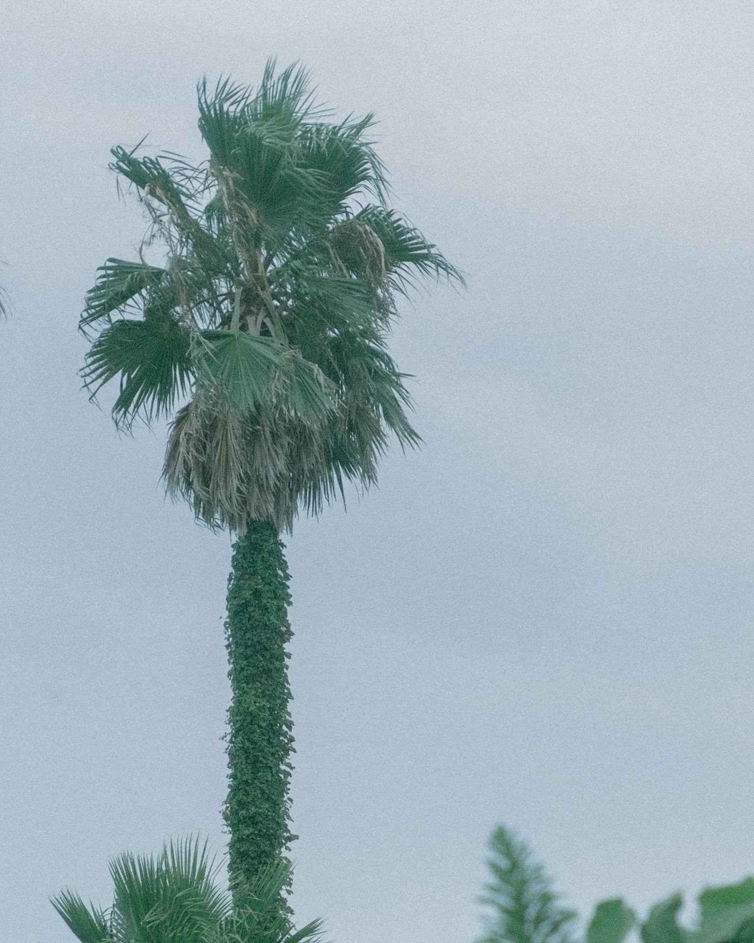 Alto palmo sotto un cielo nuvoloso