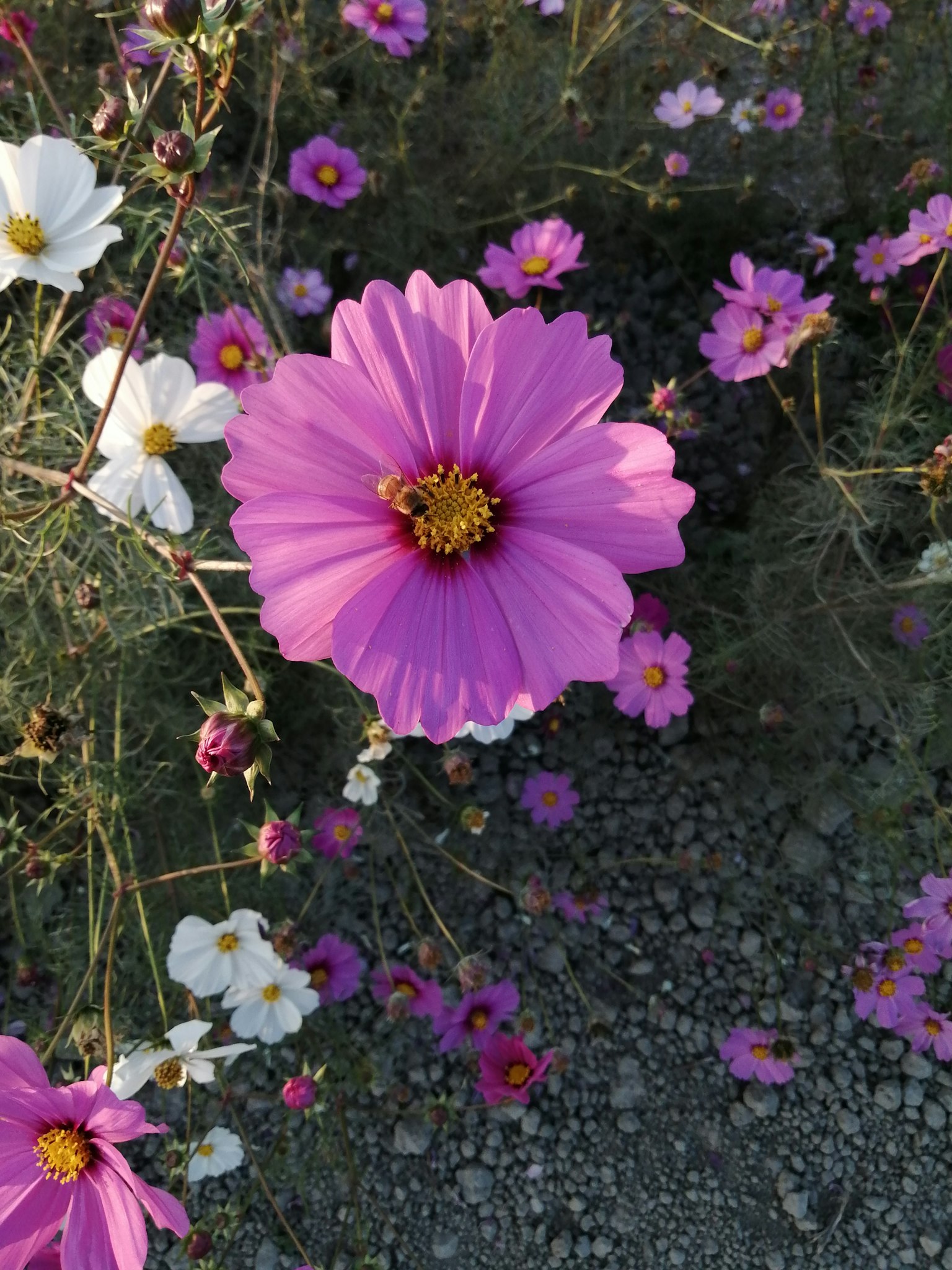 Flores de cosmos rosa vibrantes floreciendo entre flores blancas en un jardín