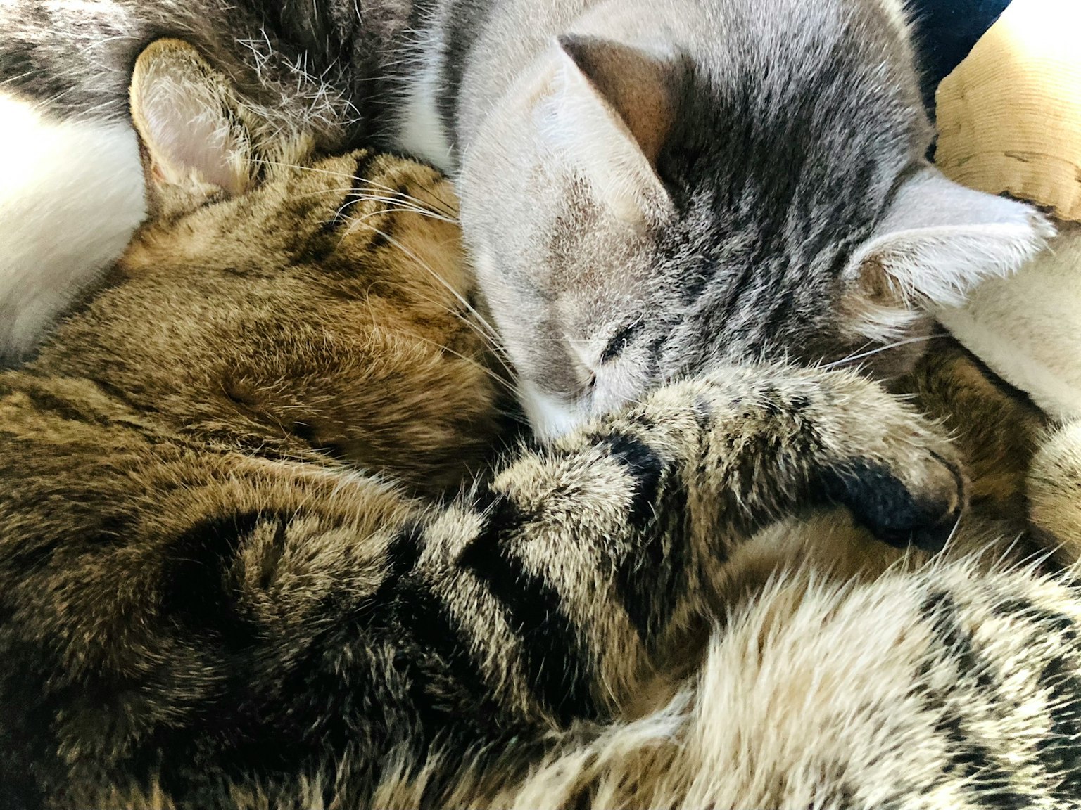 Dua kucing yang berpelukan dan tidur bersama