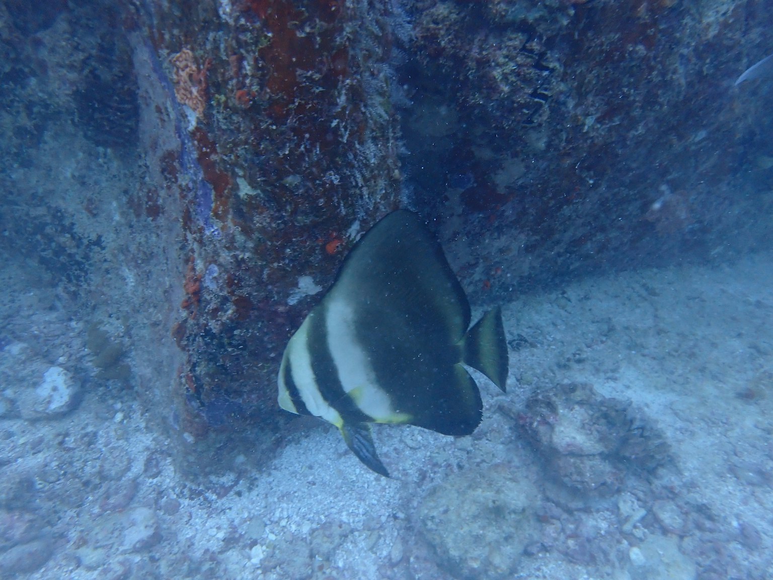 Un poisson nageant près d'une roche sous l'eau