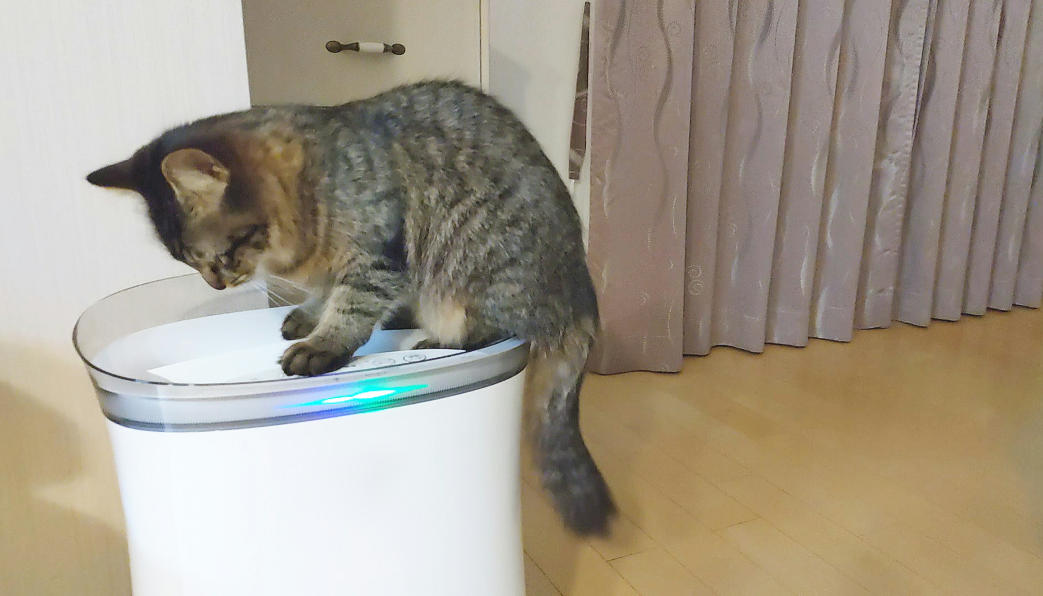 空気清浄機の上でくつろぐ猫