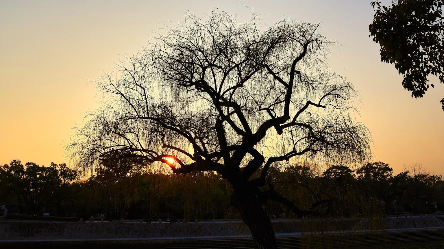 Silhouette of a tree at sunset with an orange sky
