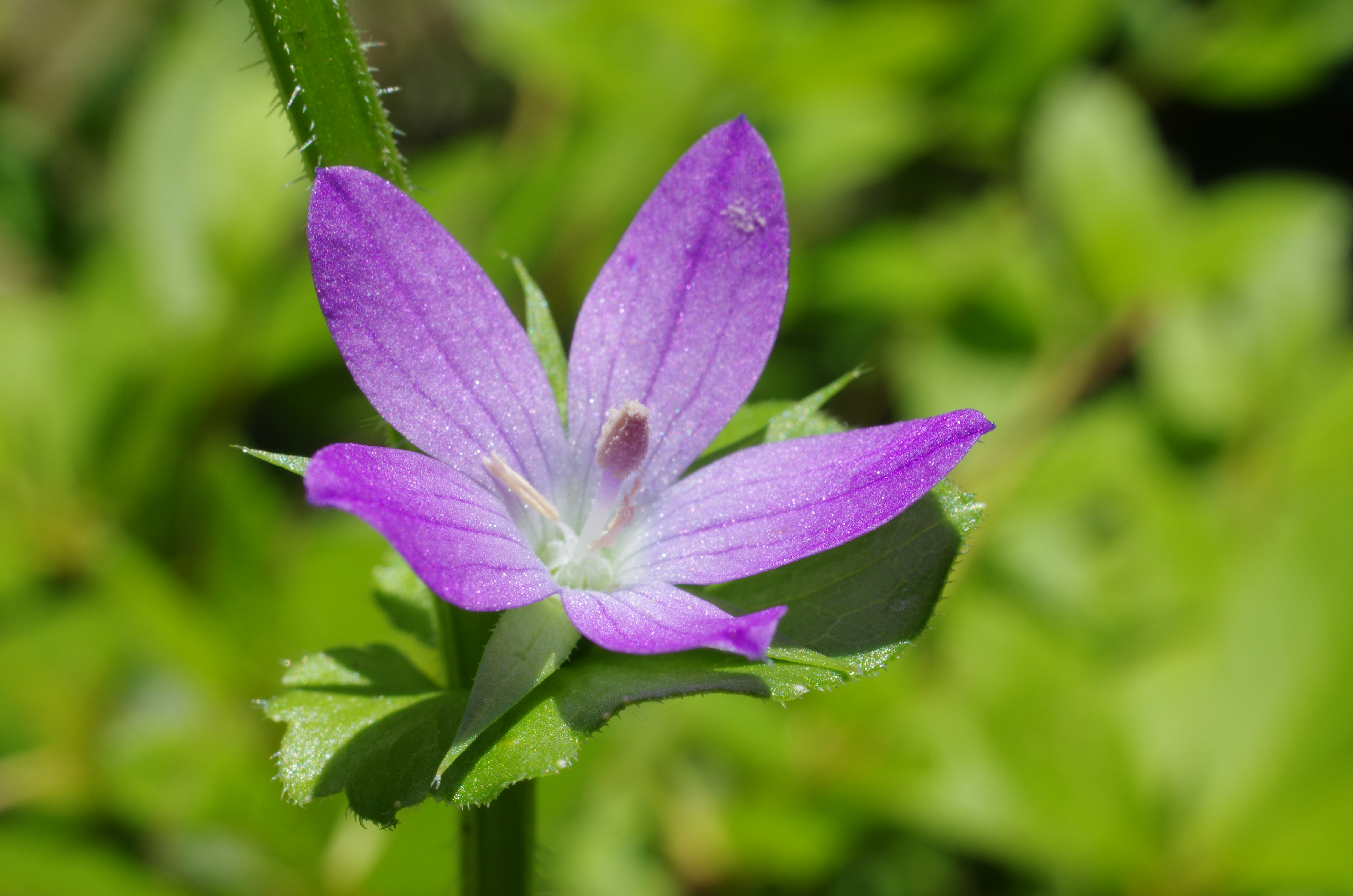 緑の草むらに咲く紫の小さな花