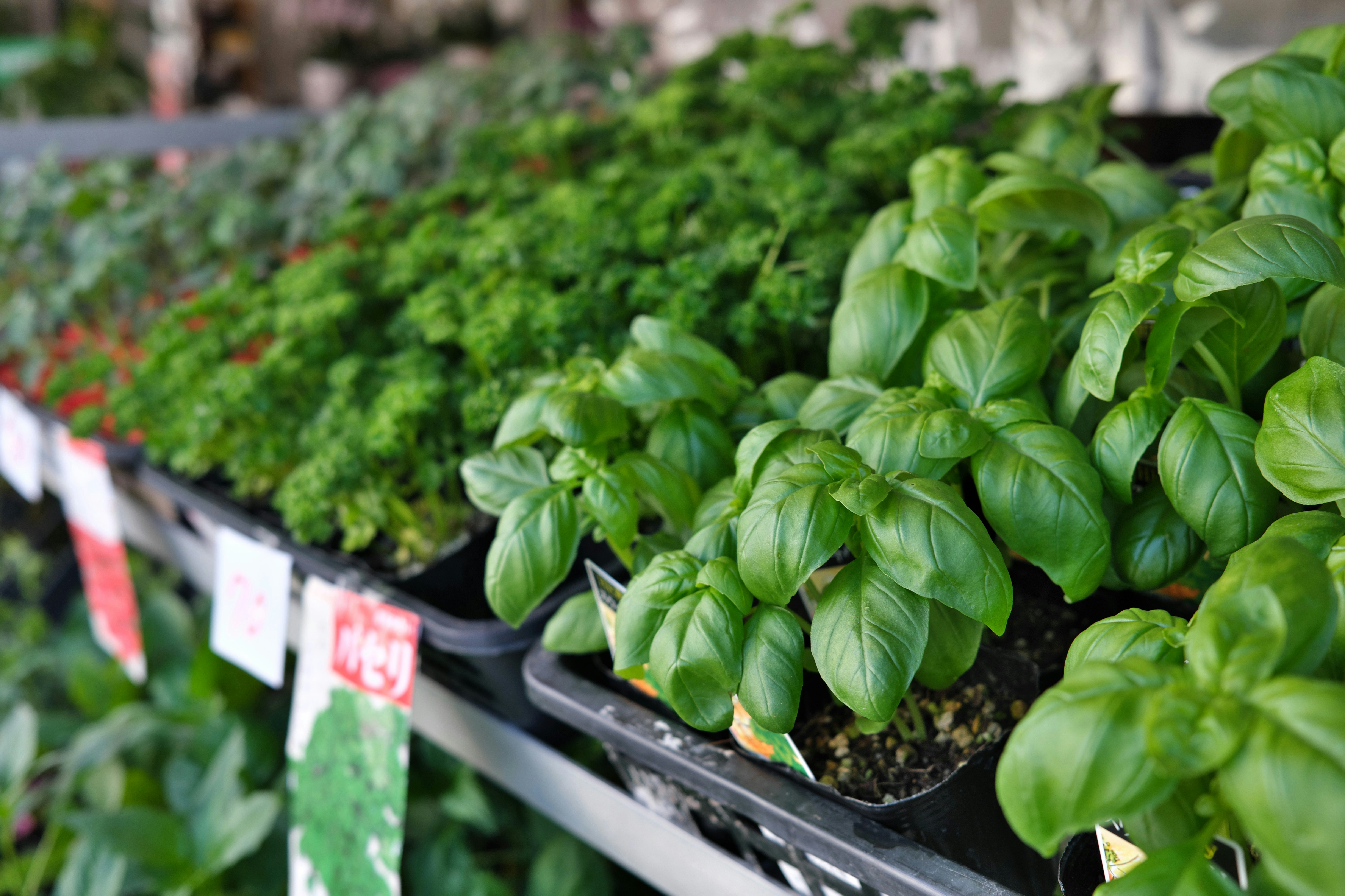 rows of lush green basil leaves in planters