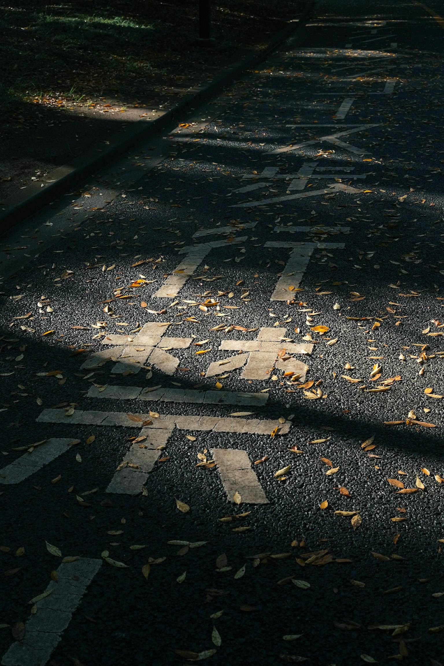落ち葉が散らばった道に影が映る