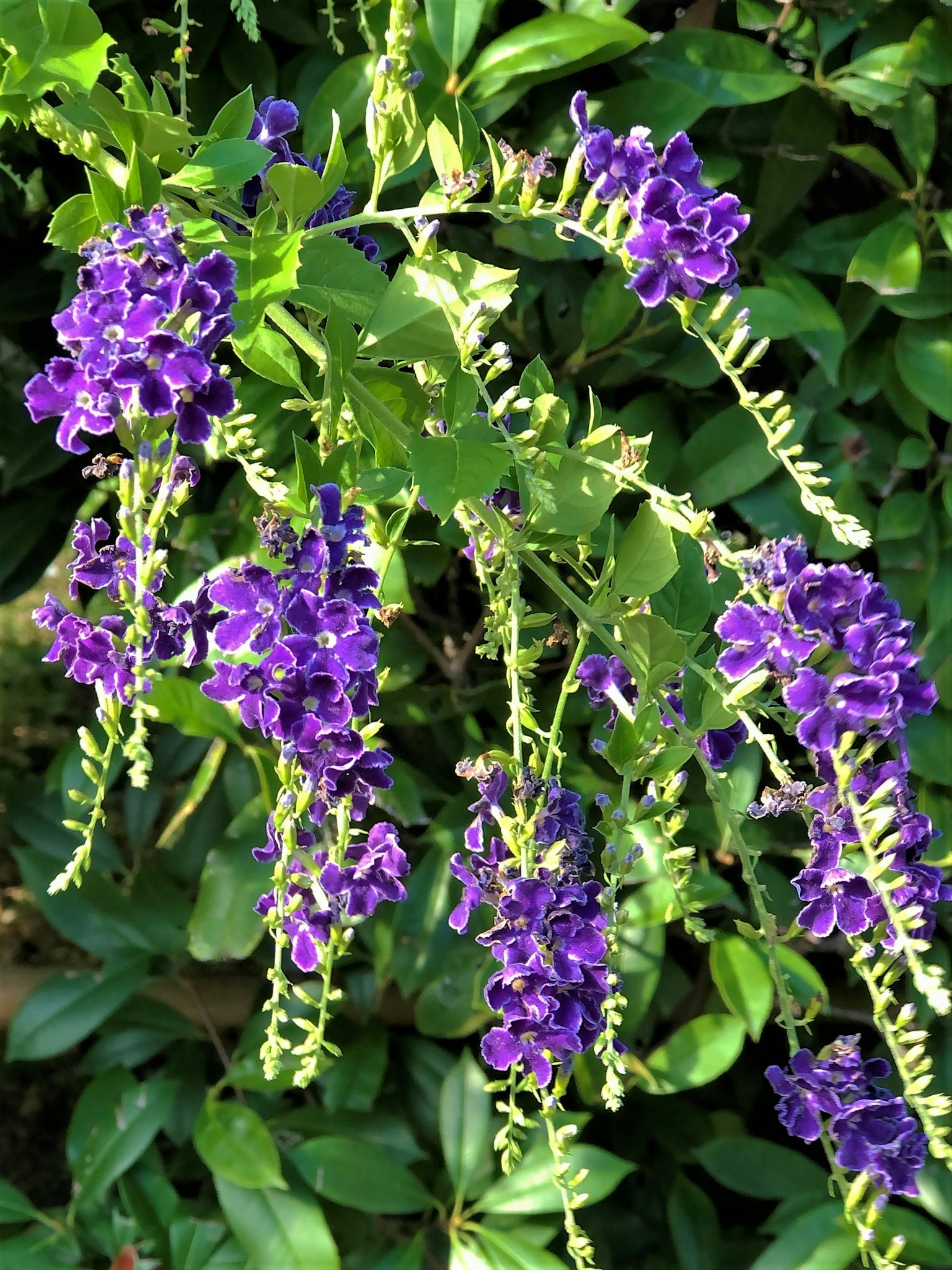 Ein Zweig mit Gruppen von lebhaften lila Blumen