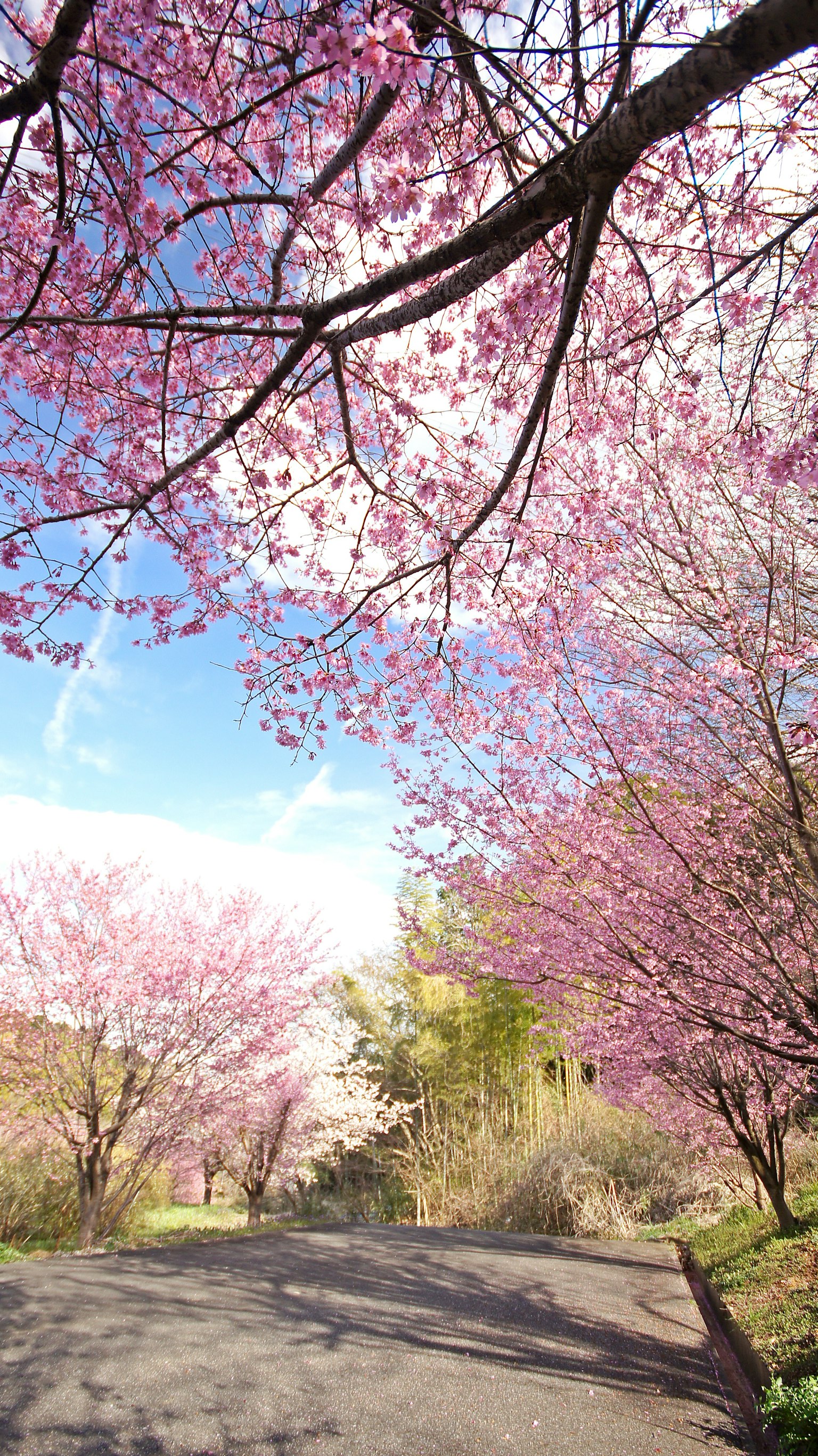 Pemandangan indah dengan pohon sakura mekar langit biru dan jalan