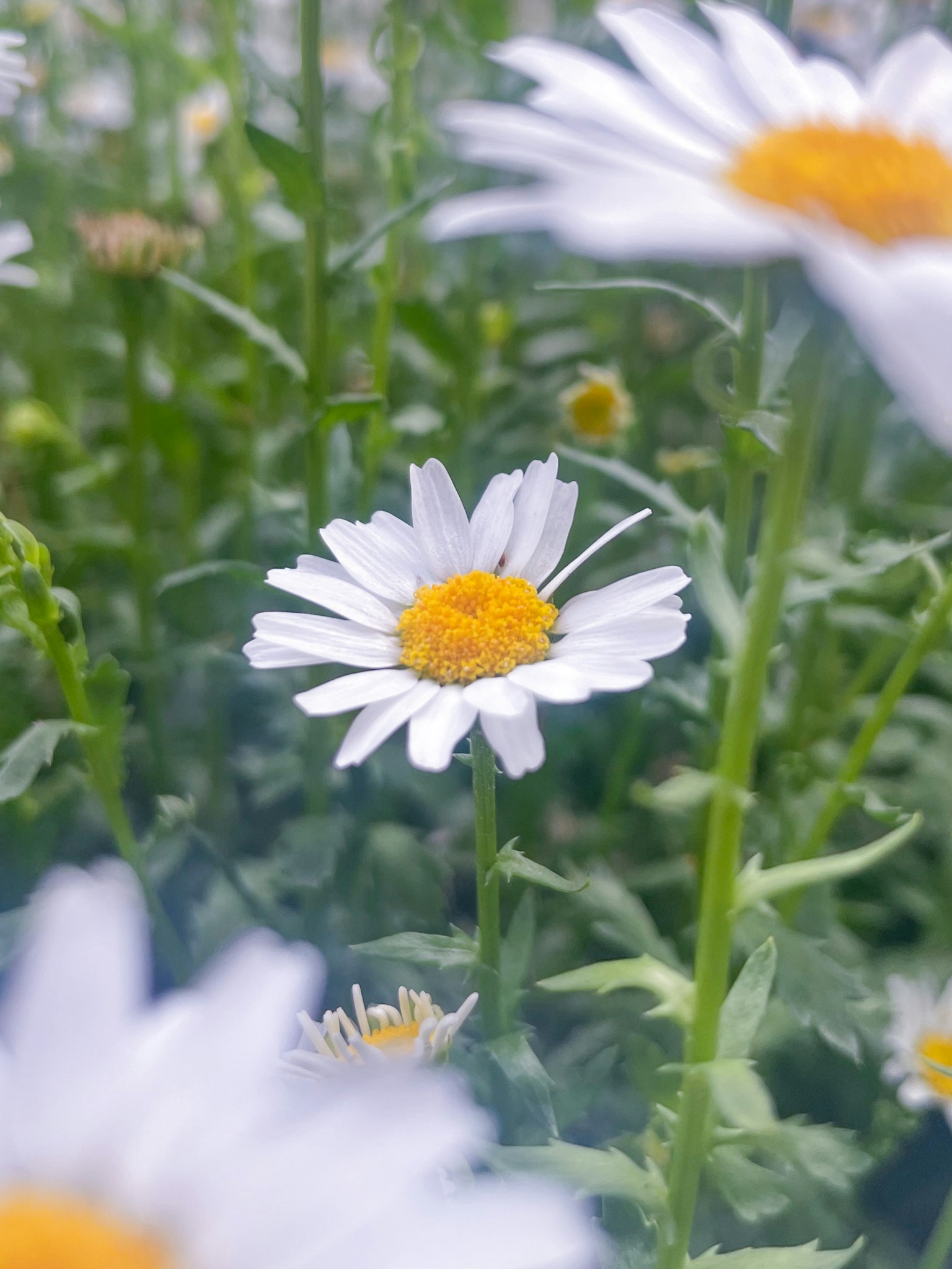 A close-up of a white flower with a yellow center surrounded by green foliage