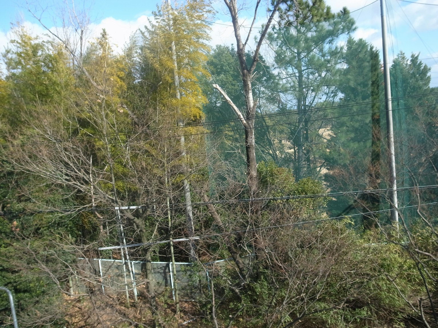 A landscape with a mix of green and dead trees power lines visible