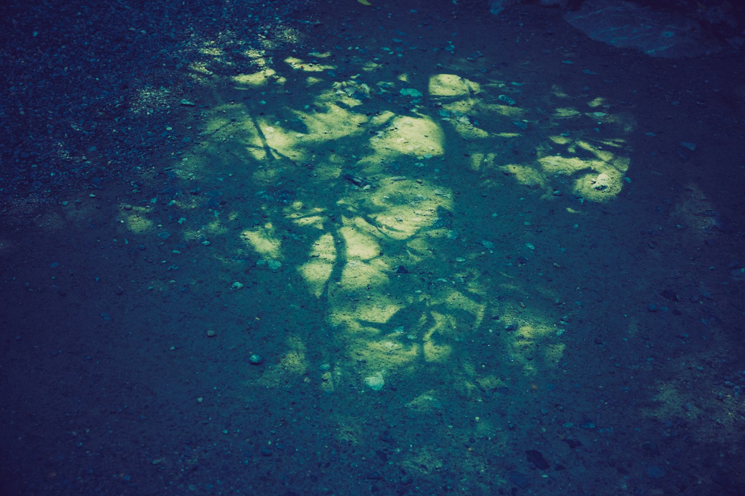 Riflesso di alberi e motivi di luce su una superficie blu