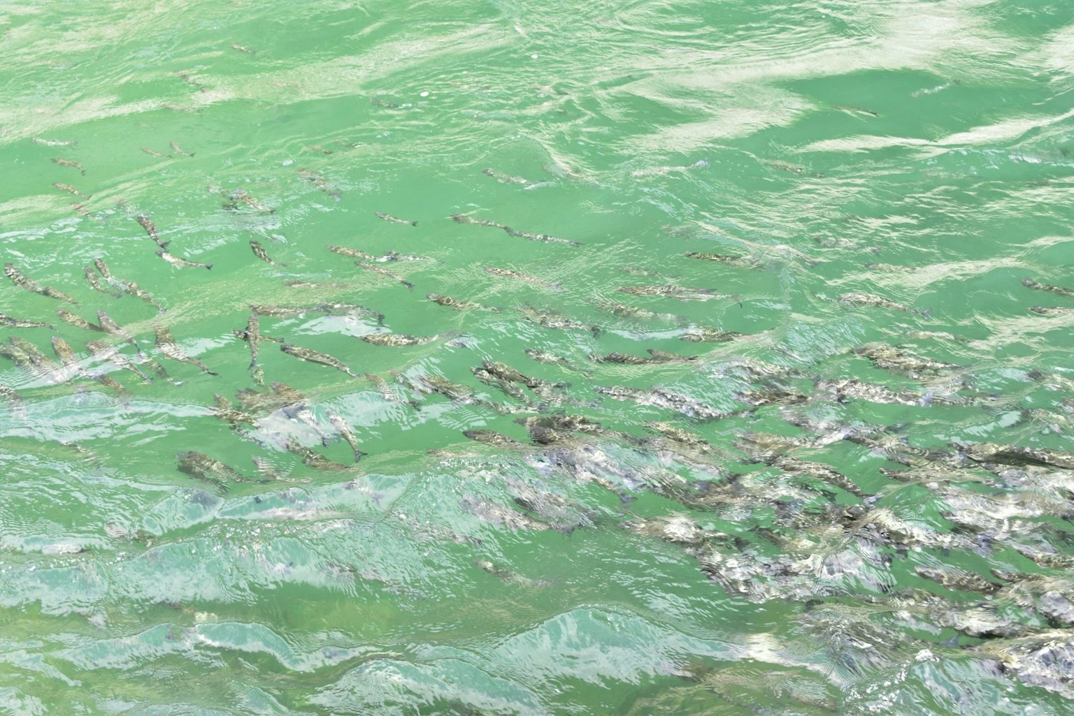Schwarm von Fischen, die im grünen Wasser schwimmen