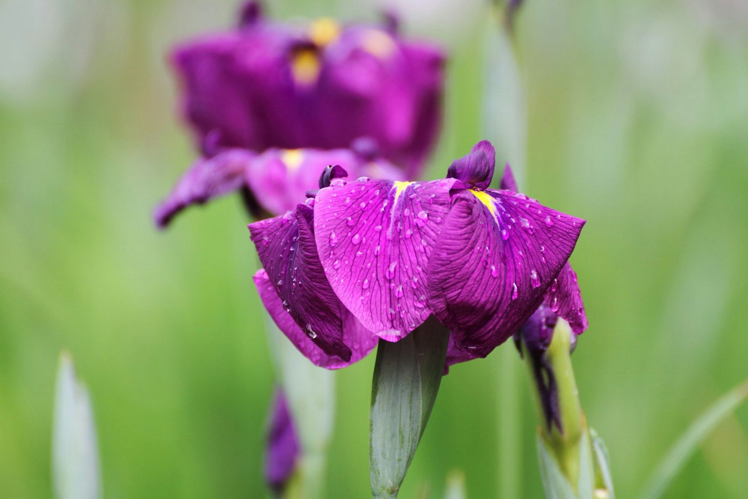 Gros plan de fleurs violettes avec des gouttes sur les pétales et des feuilles vertes