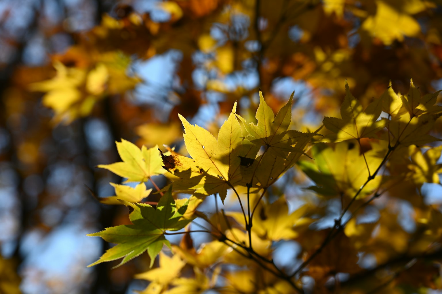 Feuilles jaunes d'automne brillantes à la lumière