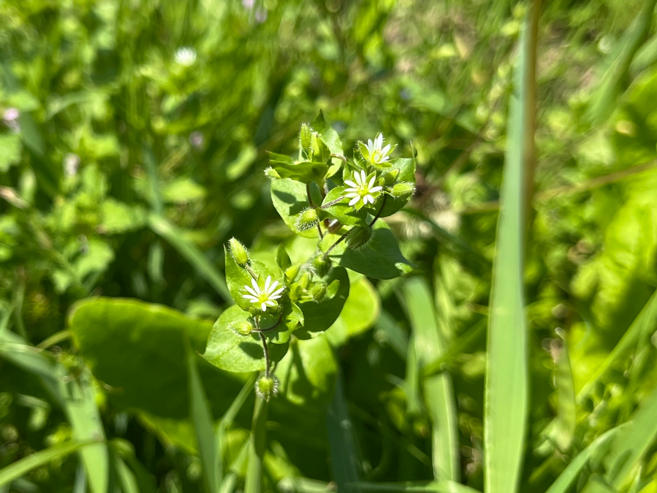 緑の草むらで咲く小さな白い花のクローズアップ