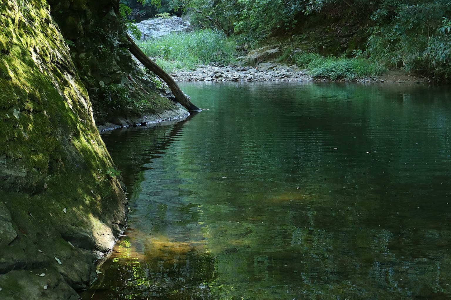 寧靜的河流場景，綠意盎然和平靜的水面