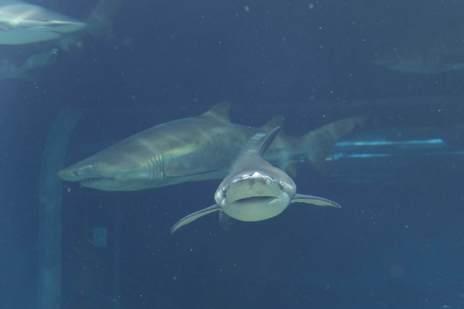 水族館中游泳的鯊魚群的圖像