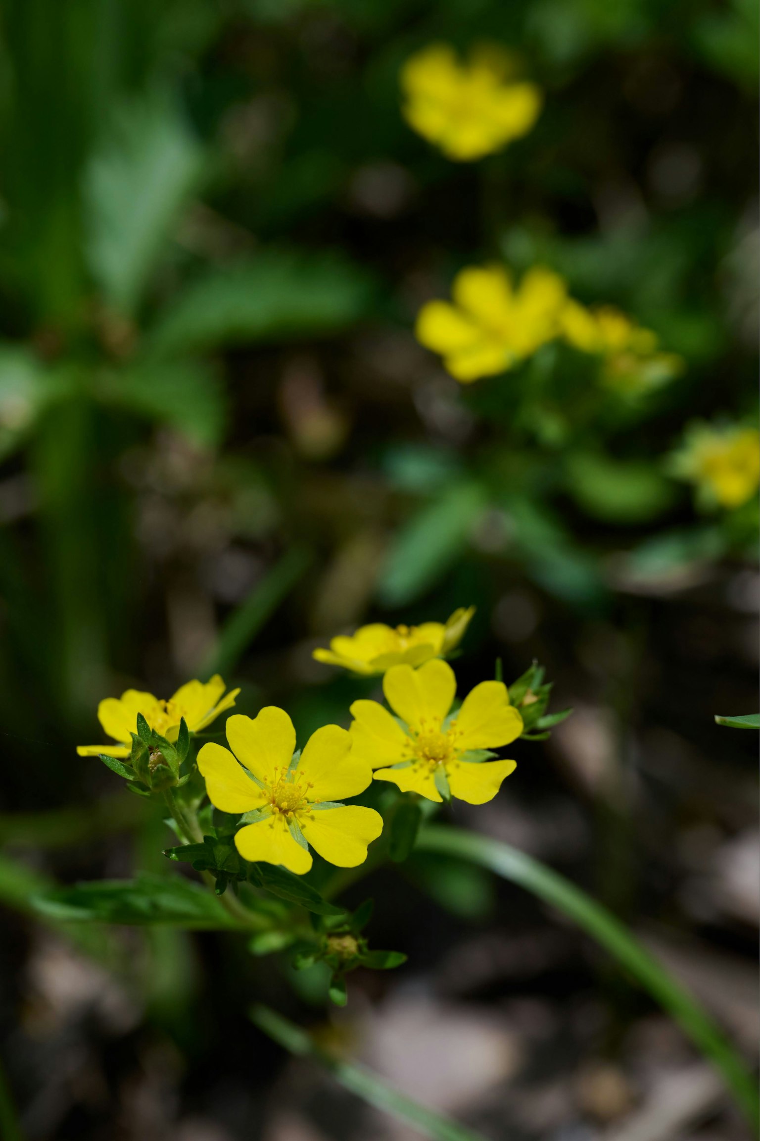Groupe de fleurs jaunes vives sur un fond vert