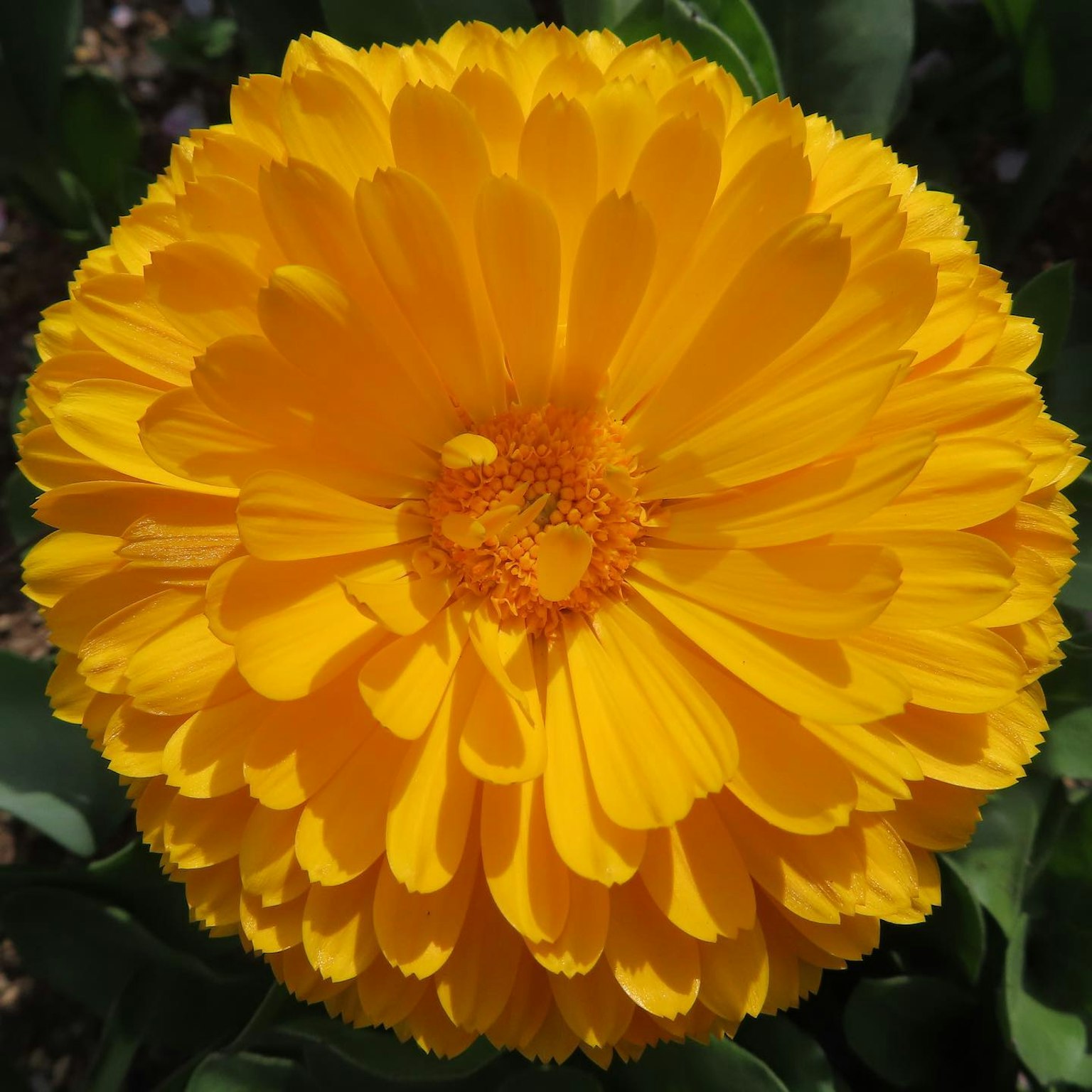 Nahaufnahme einer lebhaften gelben Ringelblume