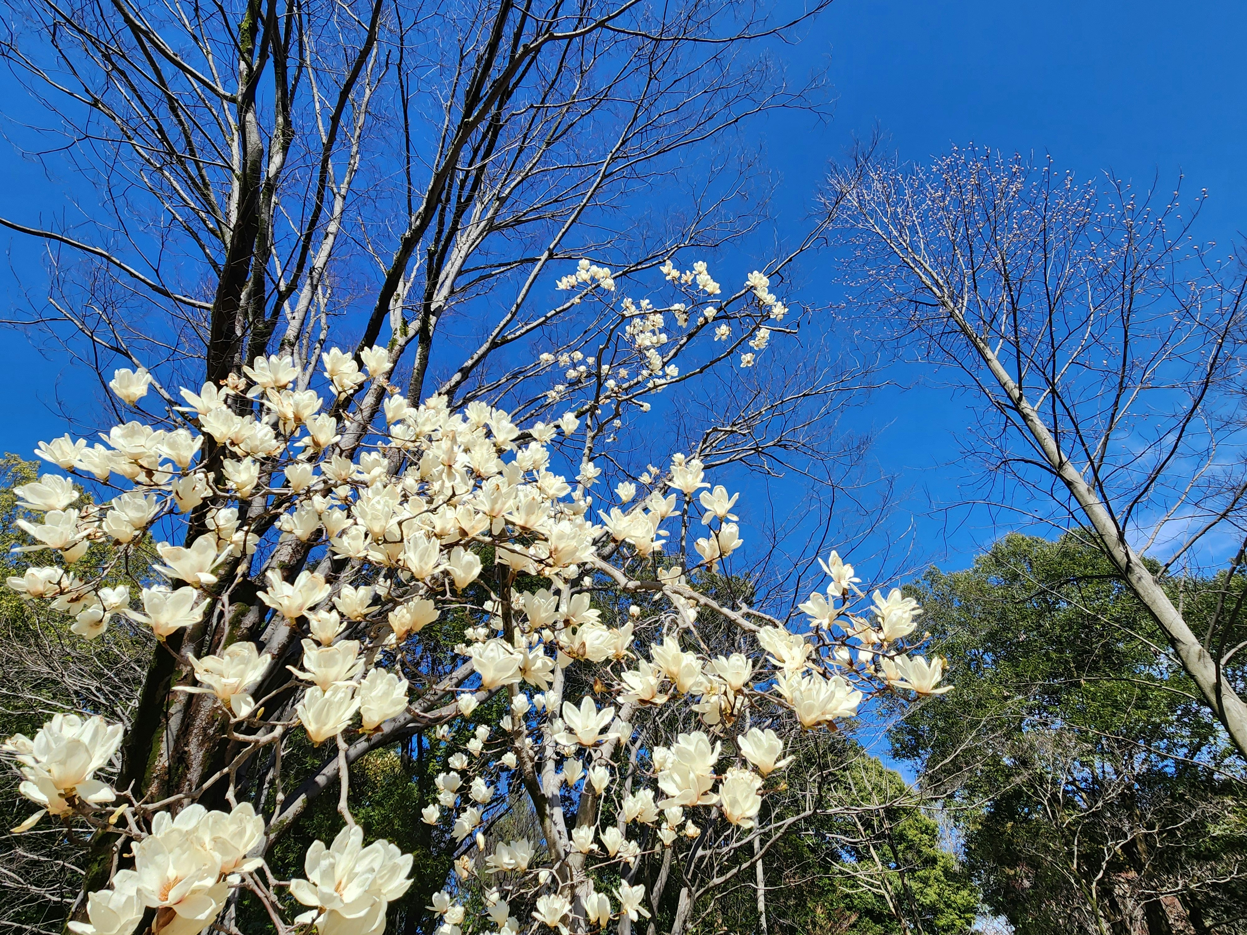 青空の下で咲く白いモクレンの花