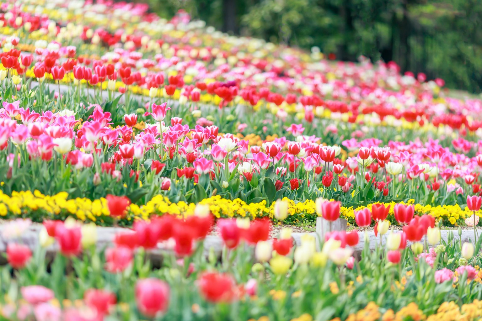 Vibrant tulip field with various colors of flowers