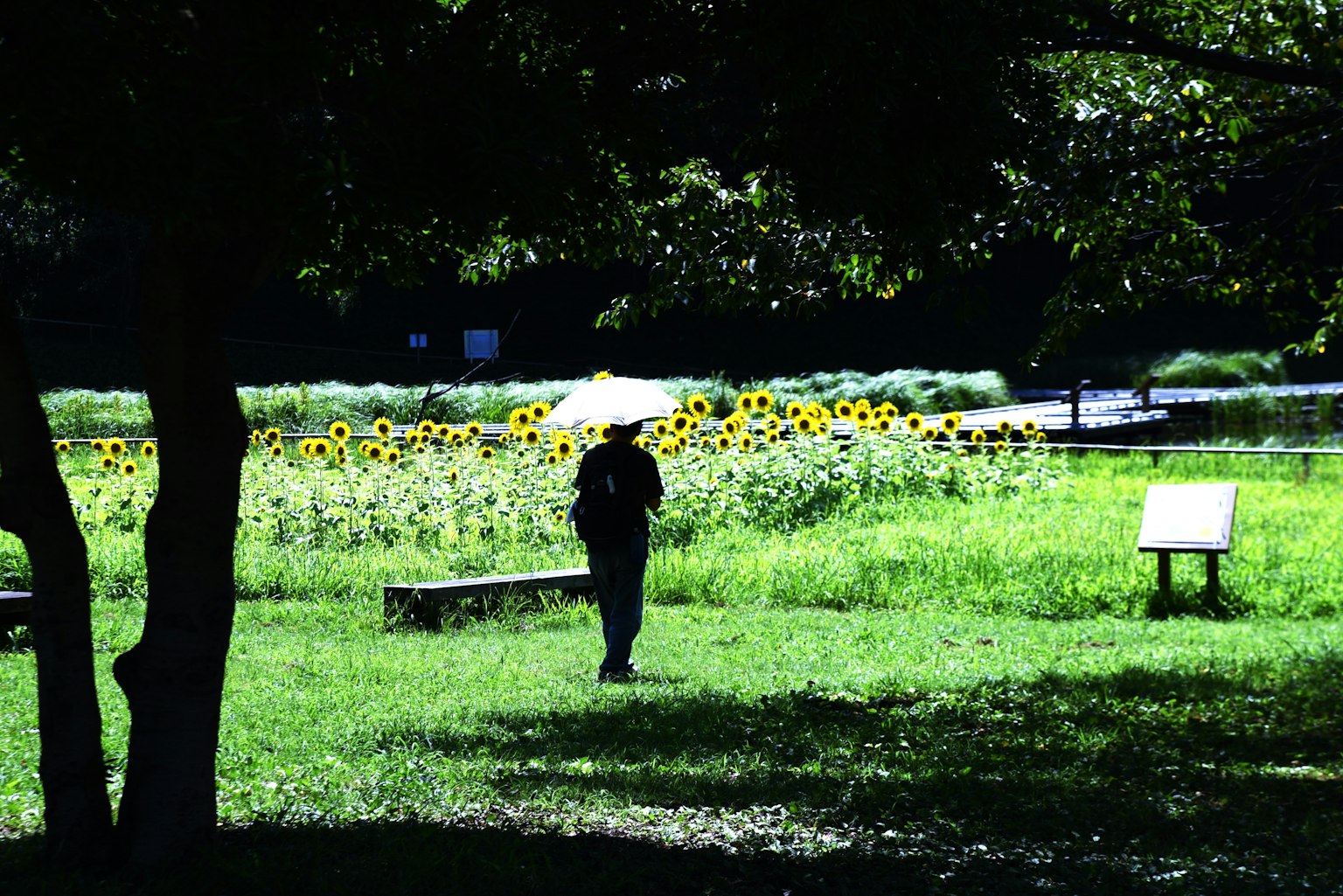 Eine Person, die mit einem Regenschirm vor Sonnenblumen geht