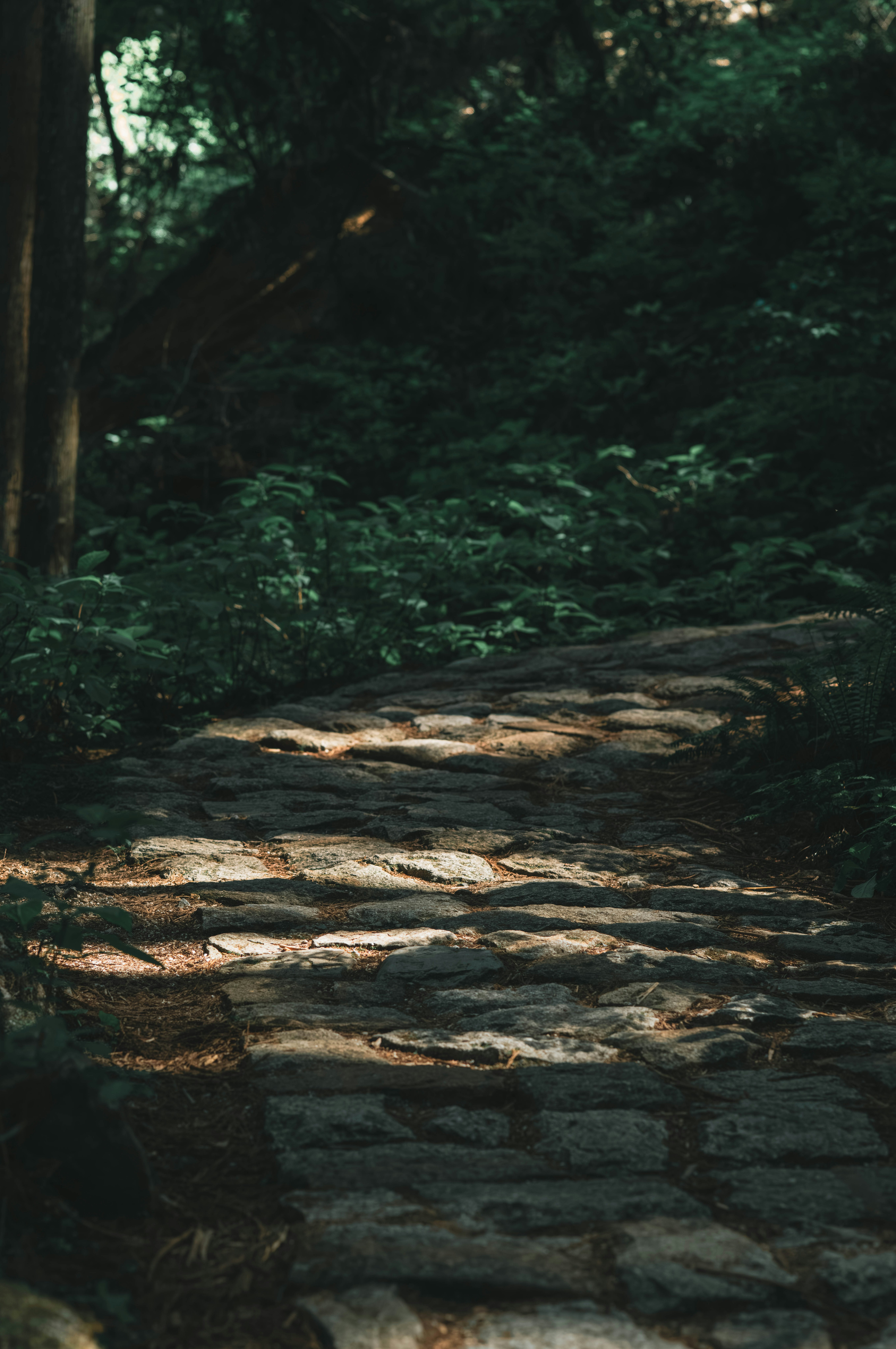 sentiero di pietra coperto di muschio nel bosco