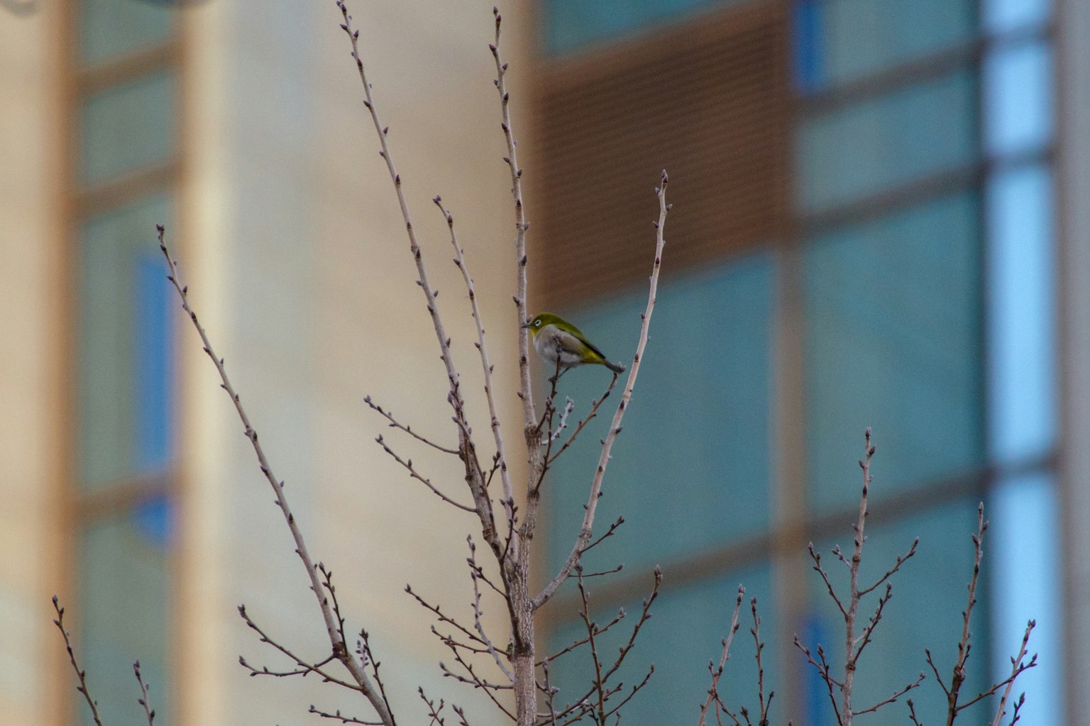 Ein kleiner Vogel sitzt auf einem Ast mit einem Gebäude im Hintergrund
