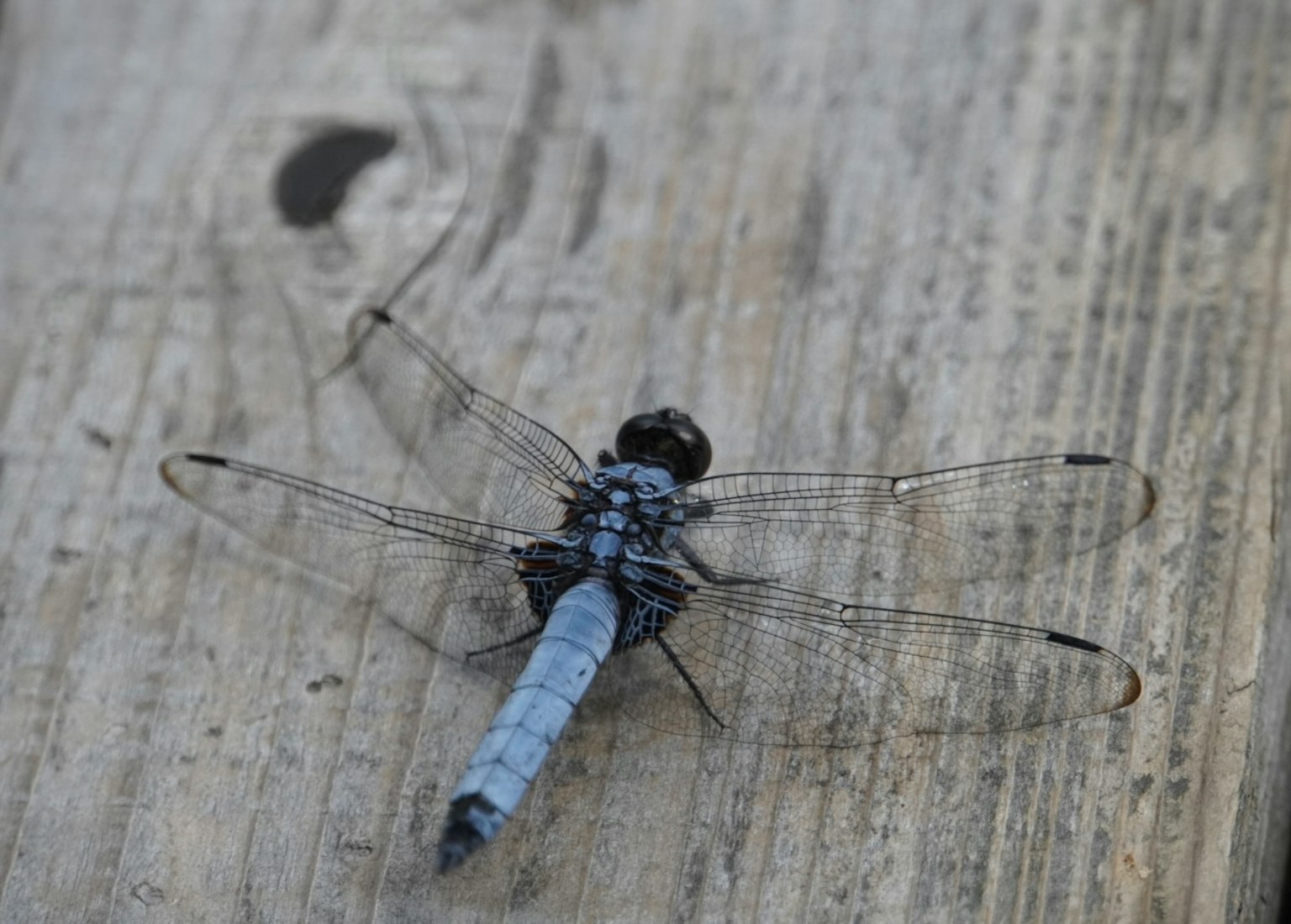 Libélula con cuerpo negro y cola azul descansando sobre madera