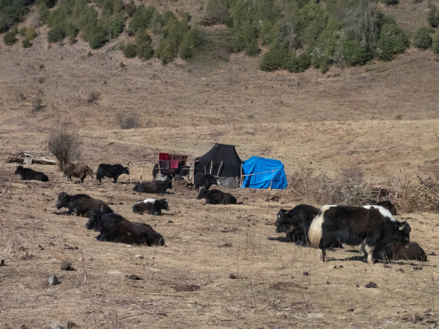 Cows lying in a dry pasture with tents nearby